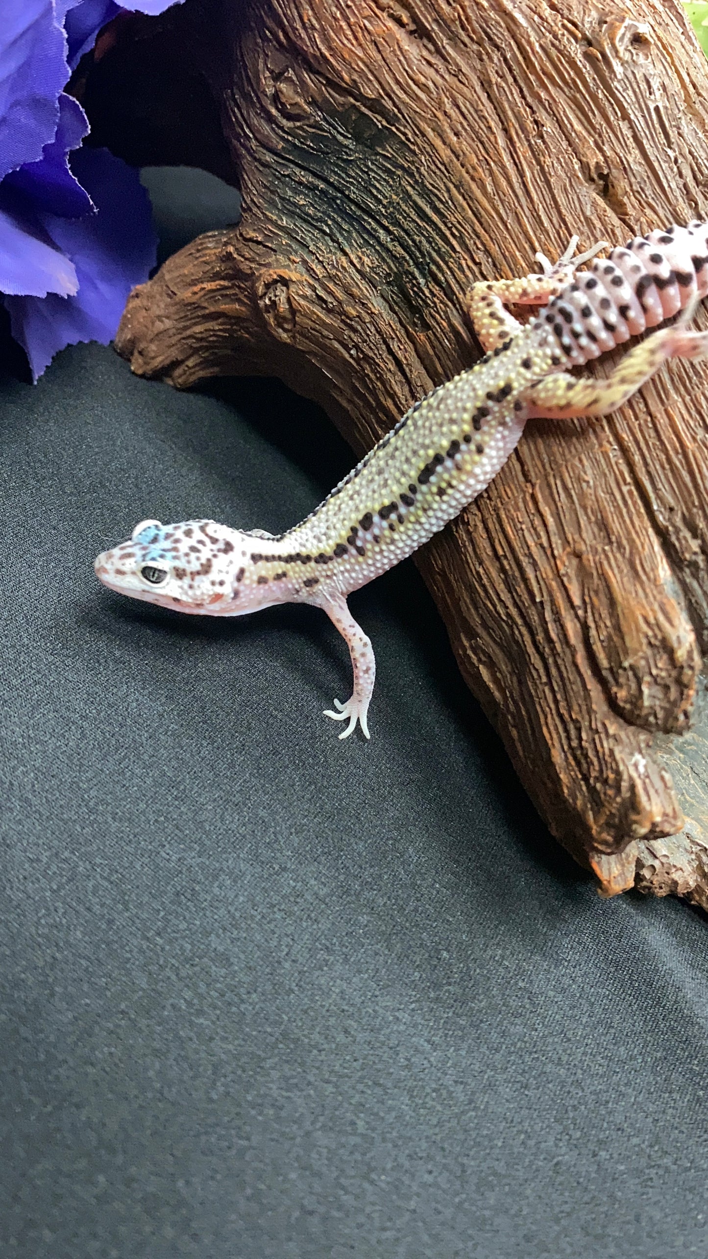 Leopard Gecko - Striped Mack Snow - Female