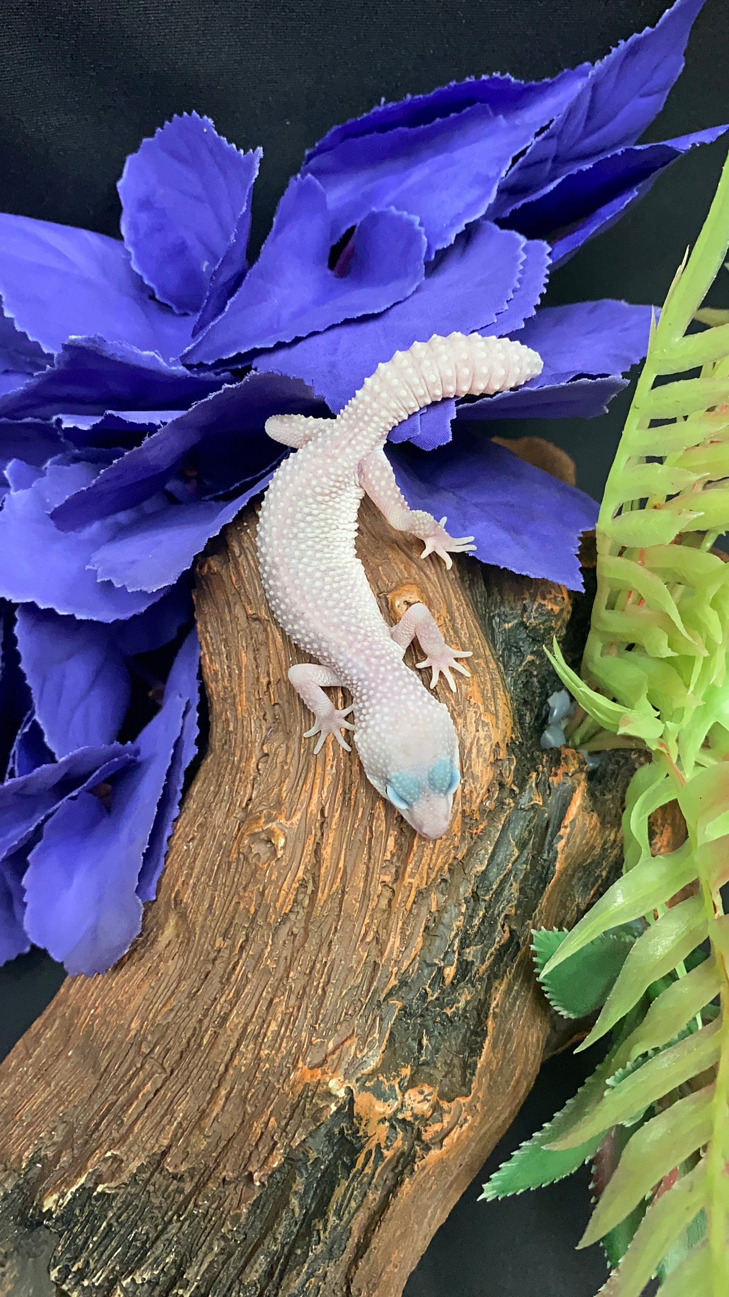 Leopard Gecko - Blizzard - Pos. Female