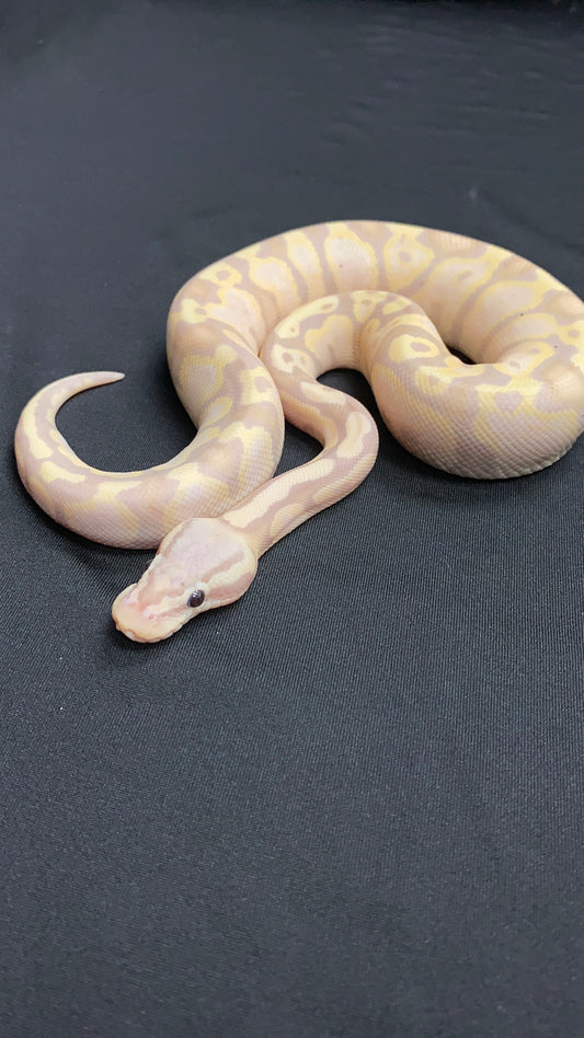Ball Python - Pastel Fire (Firefly) Banana Butter Yellow Belly - Female