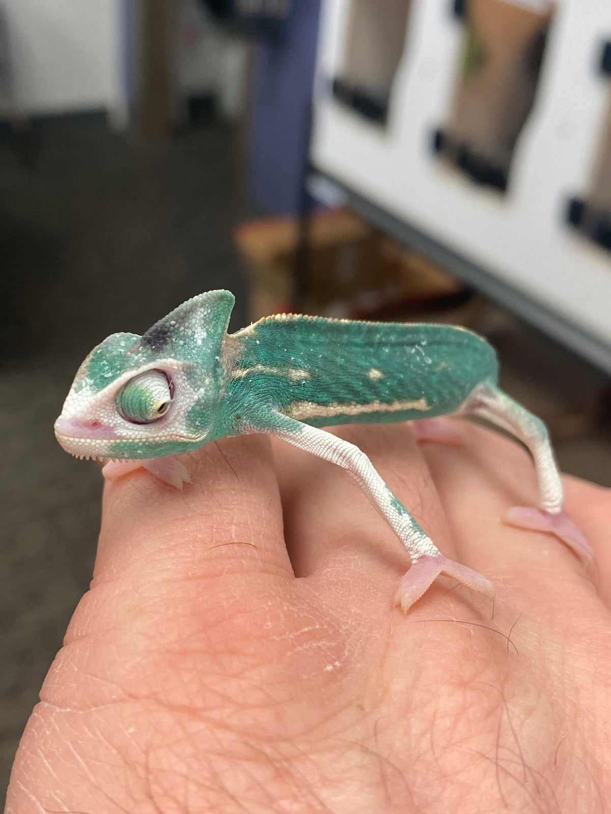 Baby Veiled Chameleons - High White Pied