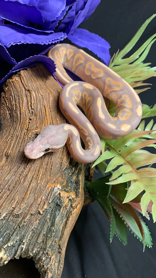 Ball Python - Banana Cinnamon Mystic - Male