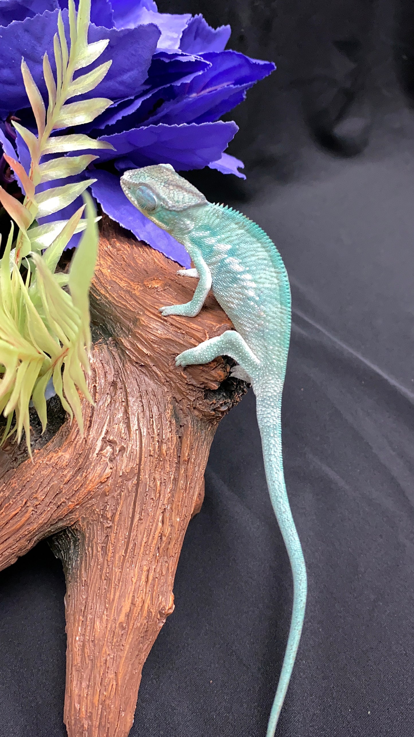 Nosy Be Panther Chameleon - Male