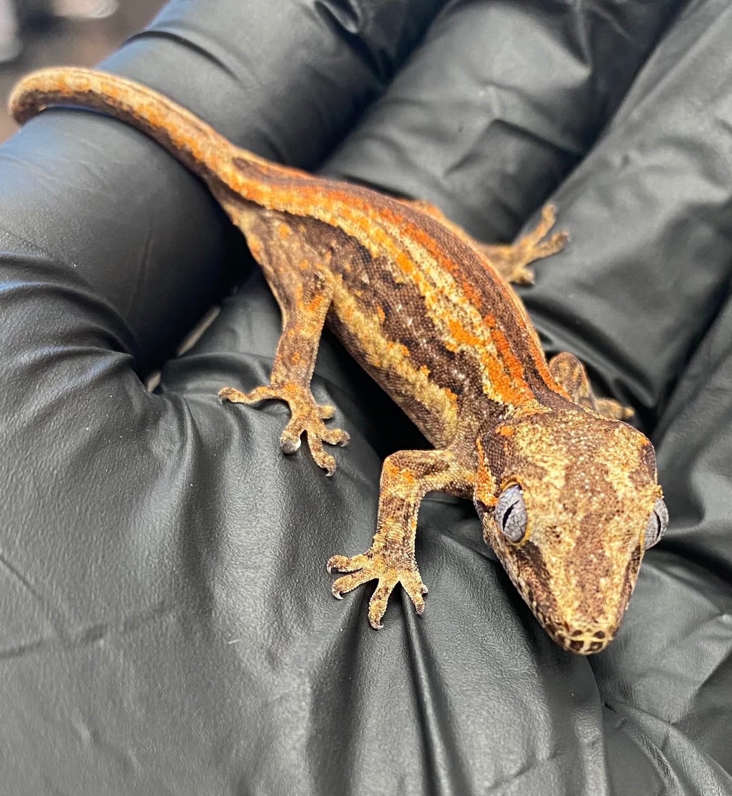 Gargoyle Gecko - Orange Stripe - Unknown