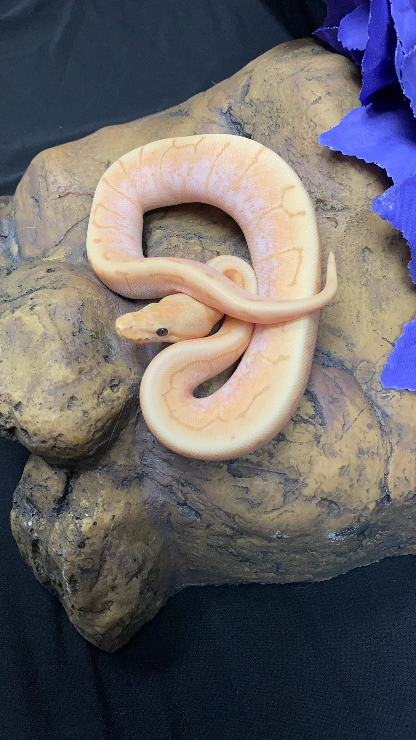 Ball Python - Banana Spider Pinstripe (Spinner) Enchi/Lori - Female