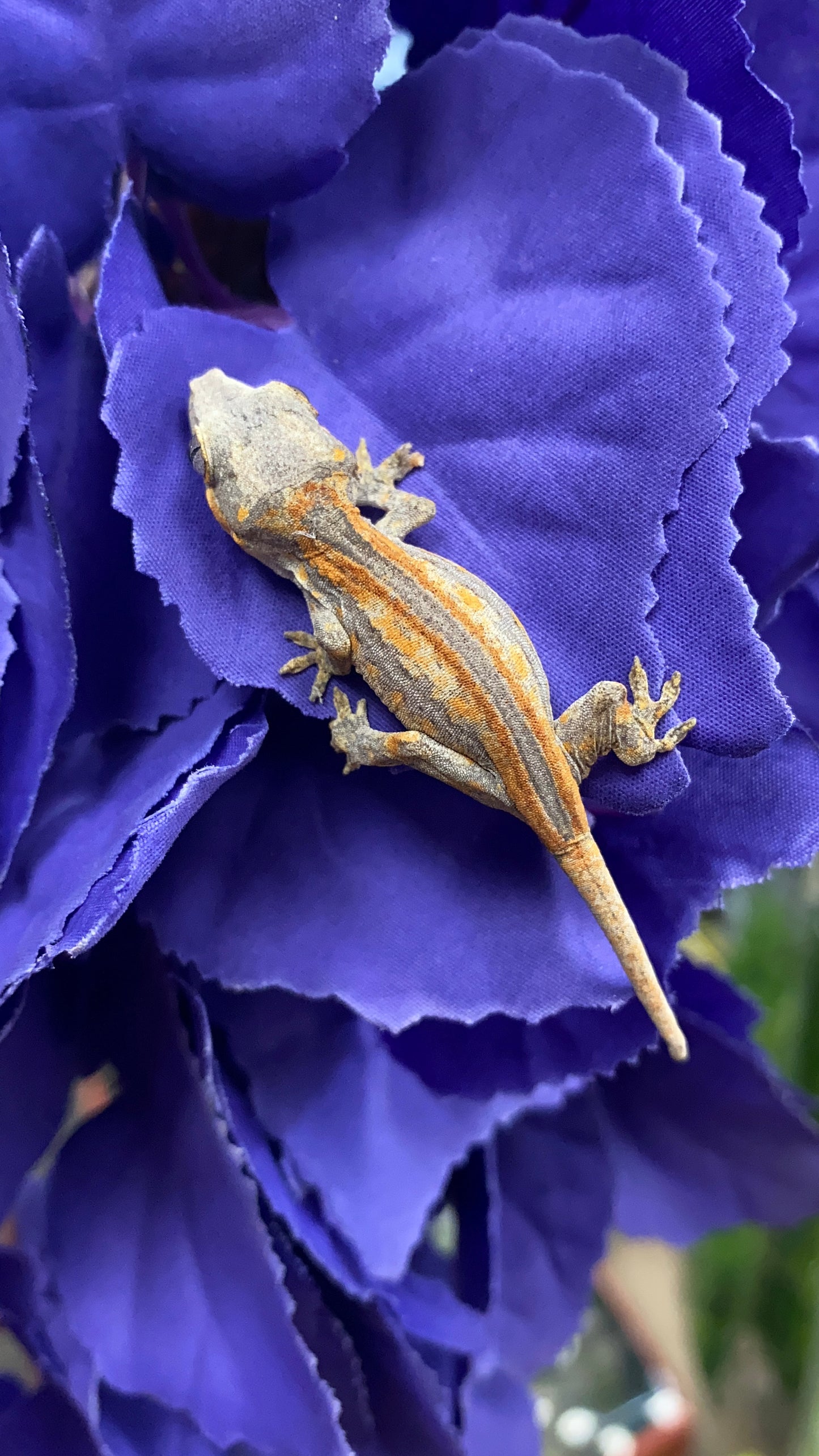 Gargoyle Gecko - Orange Stripe - Unknown