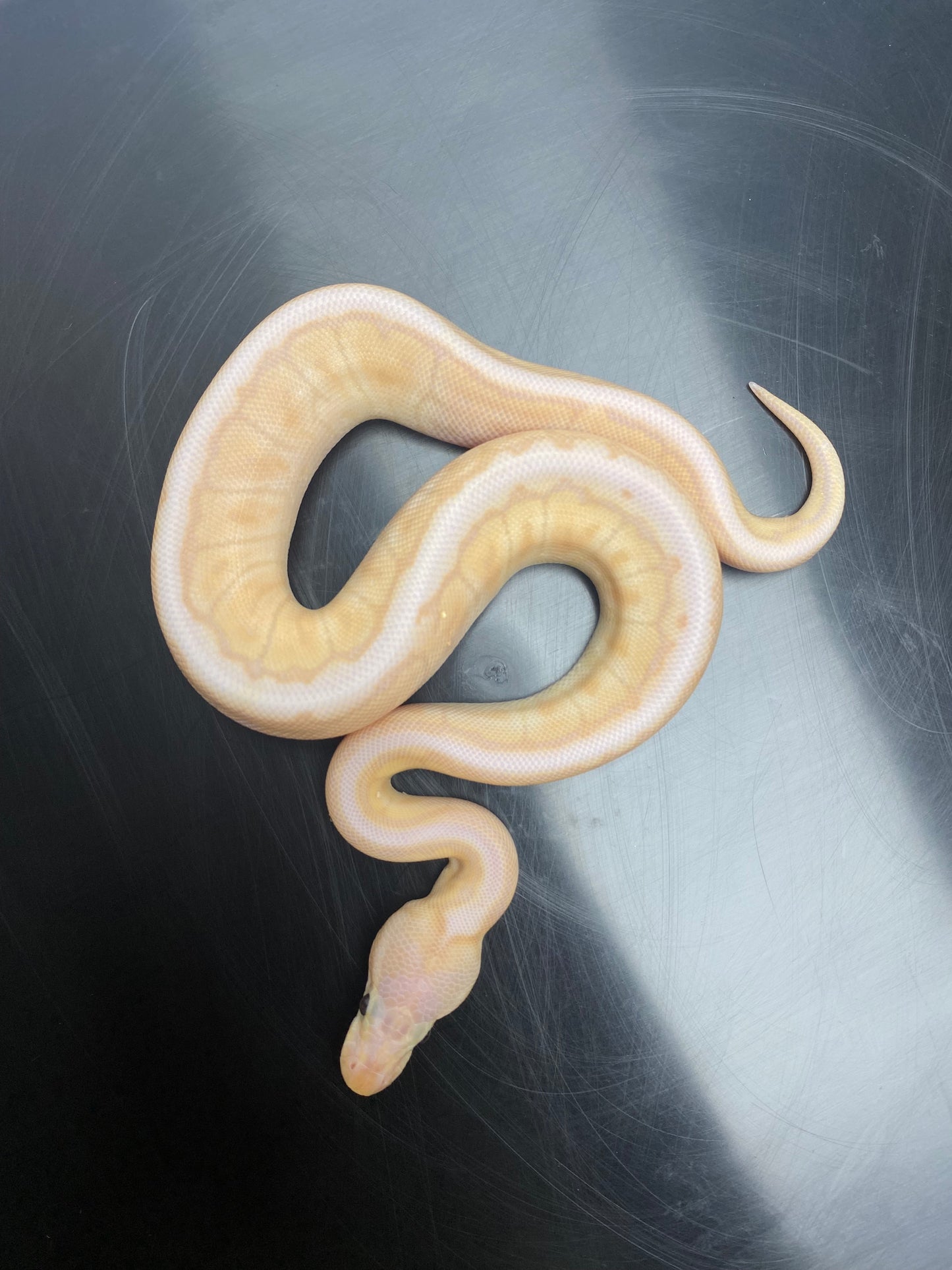 Ball Python - Banana Chocolate Mojave Pinstripe - Male