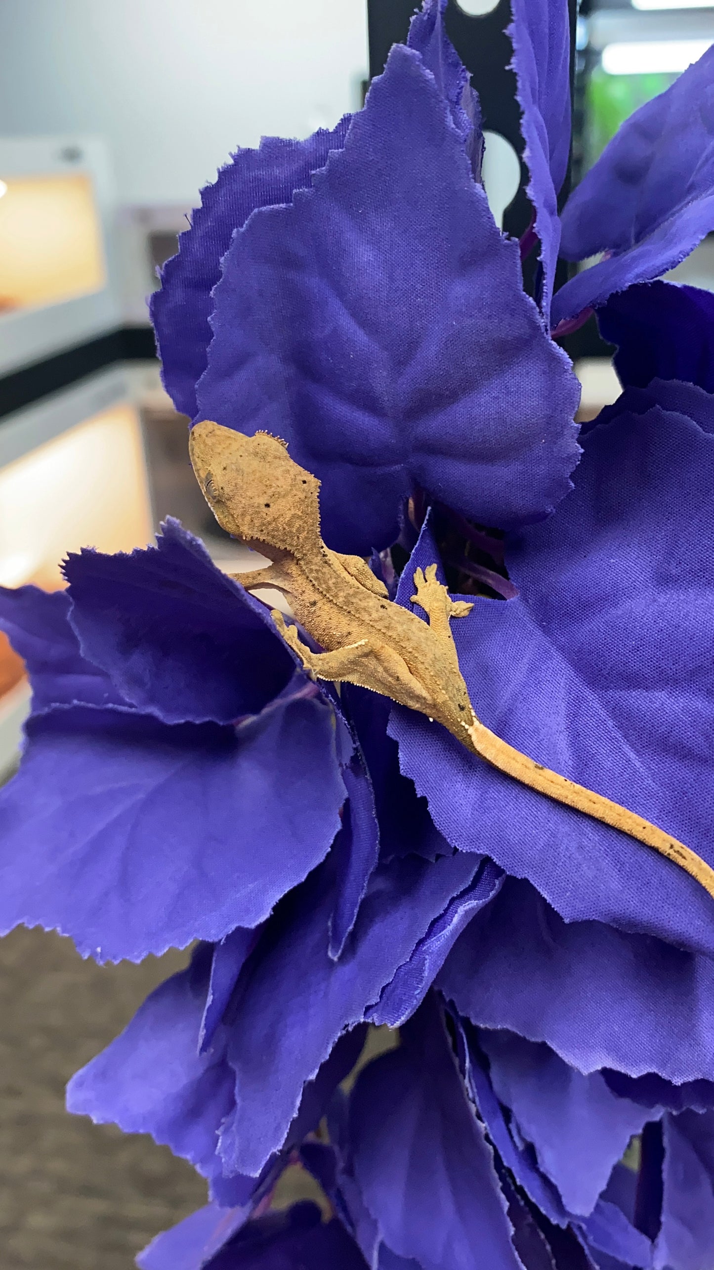 Crested Gecko - Dalmatian - Unknown