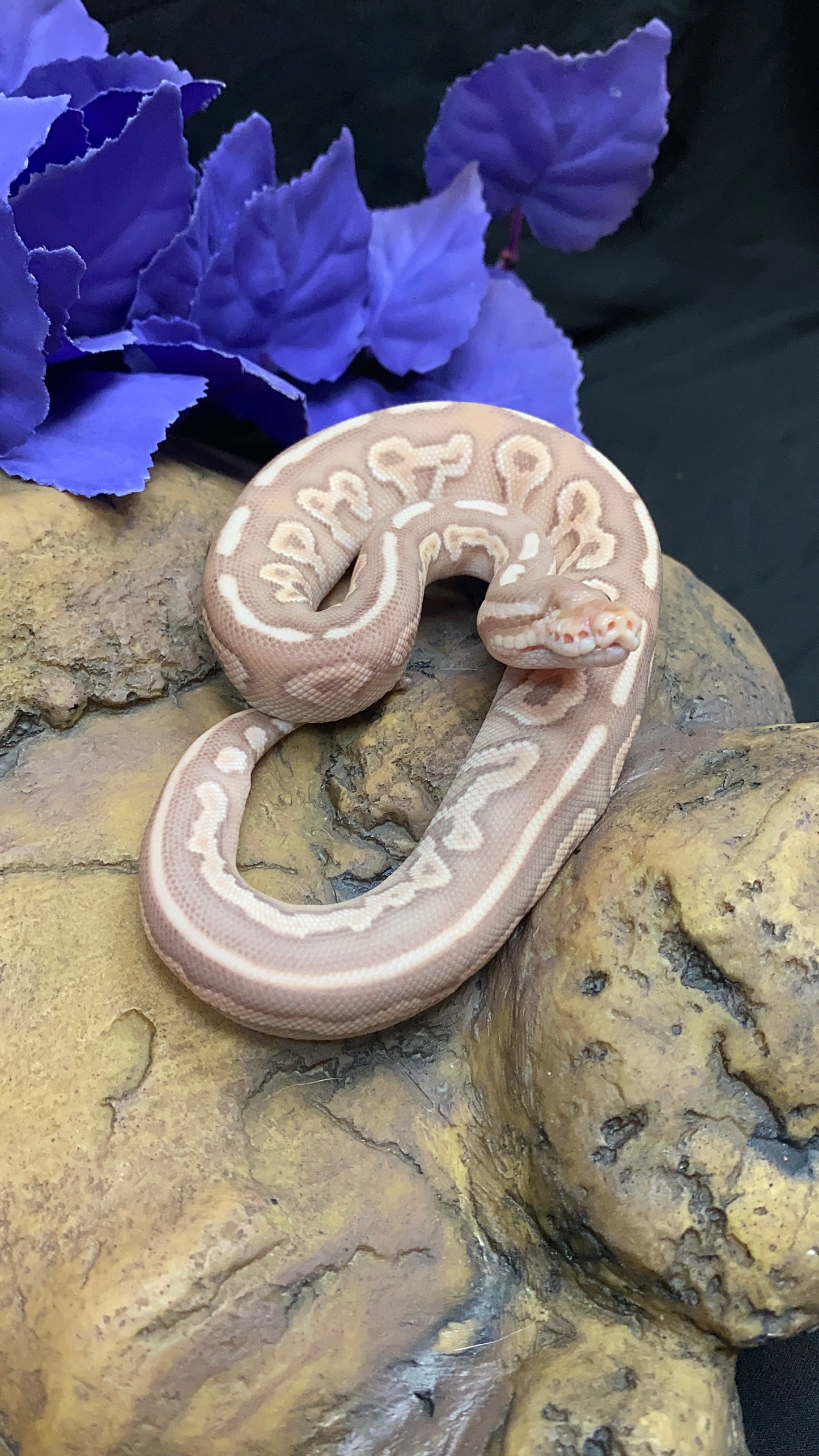 Ball Python - Banana Black Pastel Lesser - Male