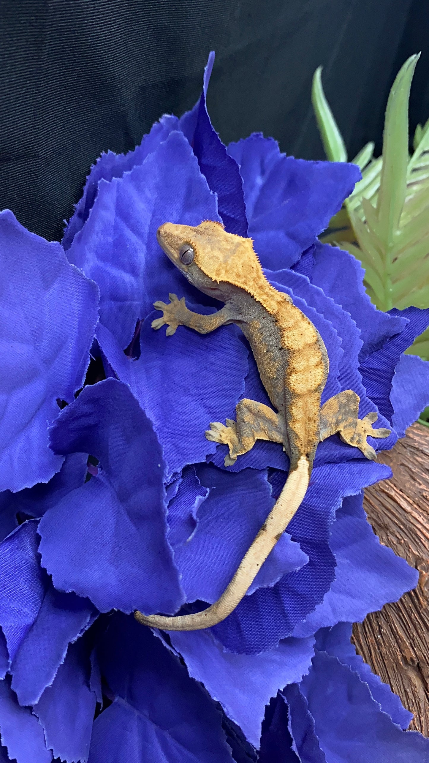 Crested Gecko - Harlequin Dalmatian - Pos. Female