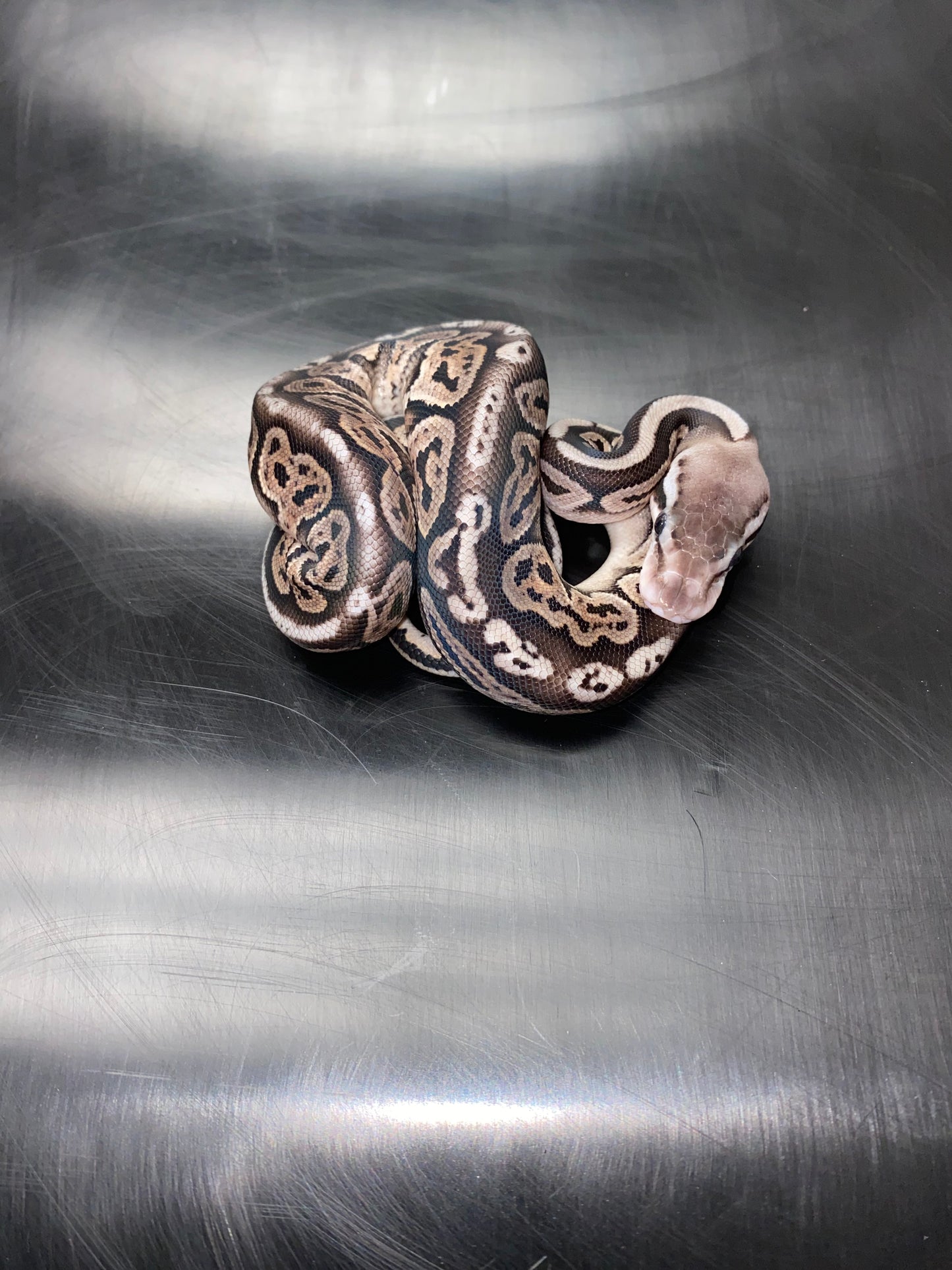 Ball Python - Pastel Black Pastel (Black Pewter) 100% Het Ghost - Female