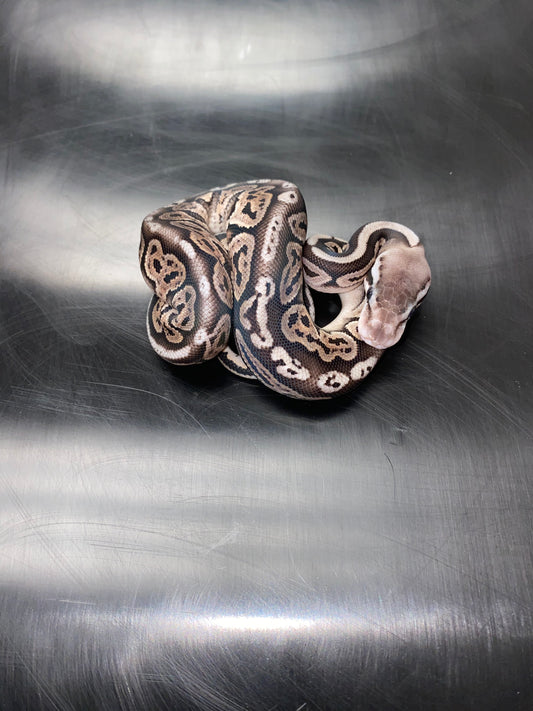 Ball Python - Pastel Black Pastel (Black Pewter) 100% Het Ghost - Female