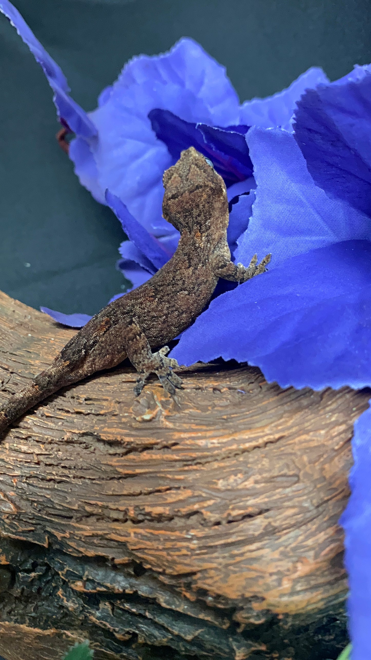 Gargoyle Gecko - Low Expression Orange Blotch - Pos. Female - OrBloVP0225