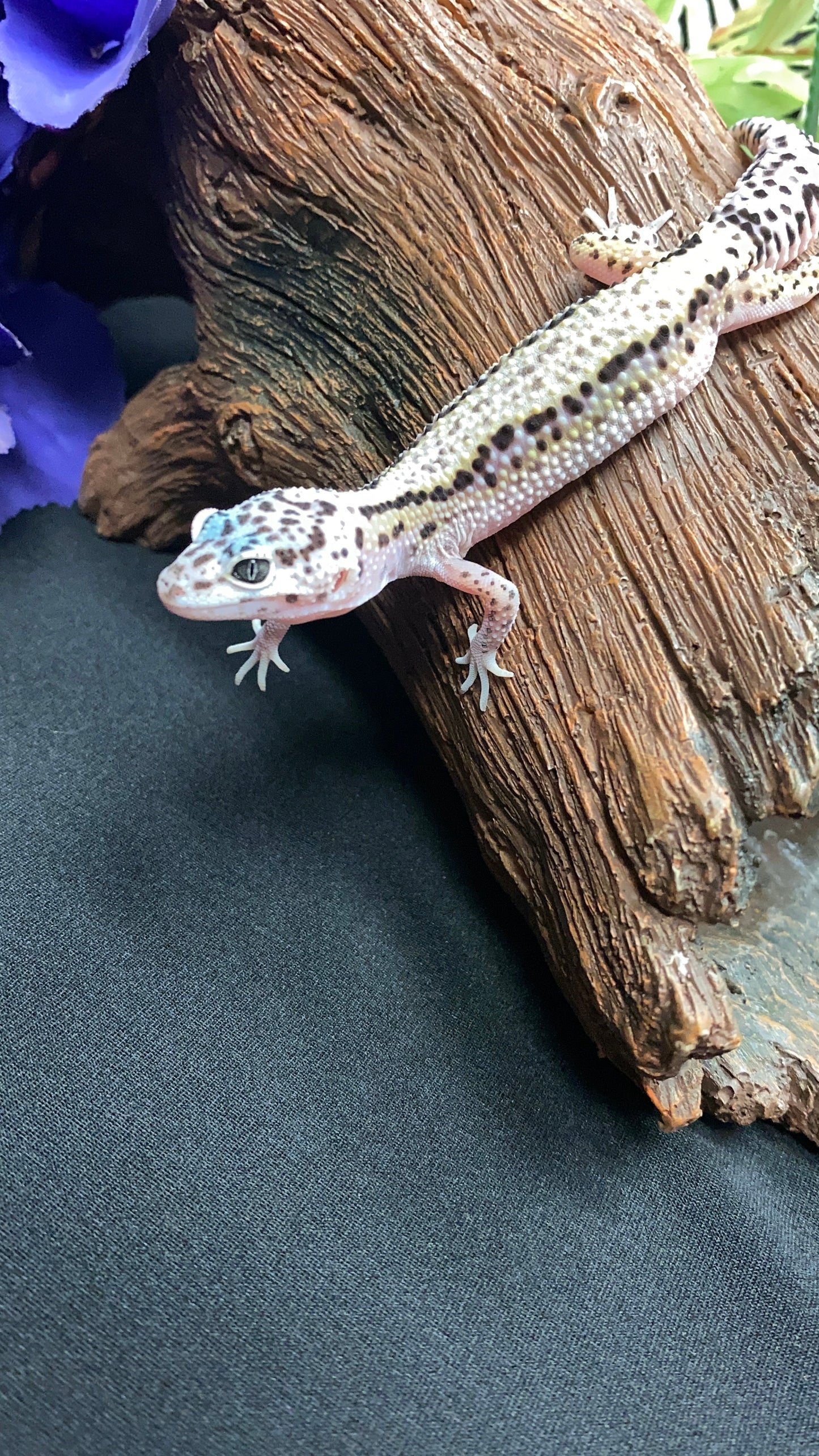 Leopard Gecko - Striped Mack Snow - Female