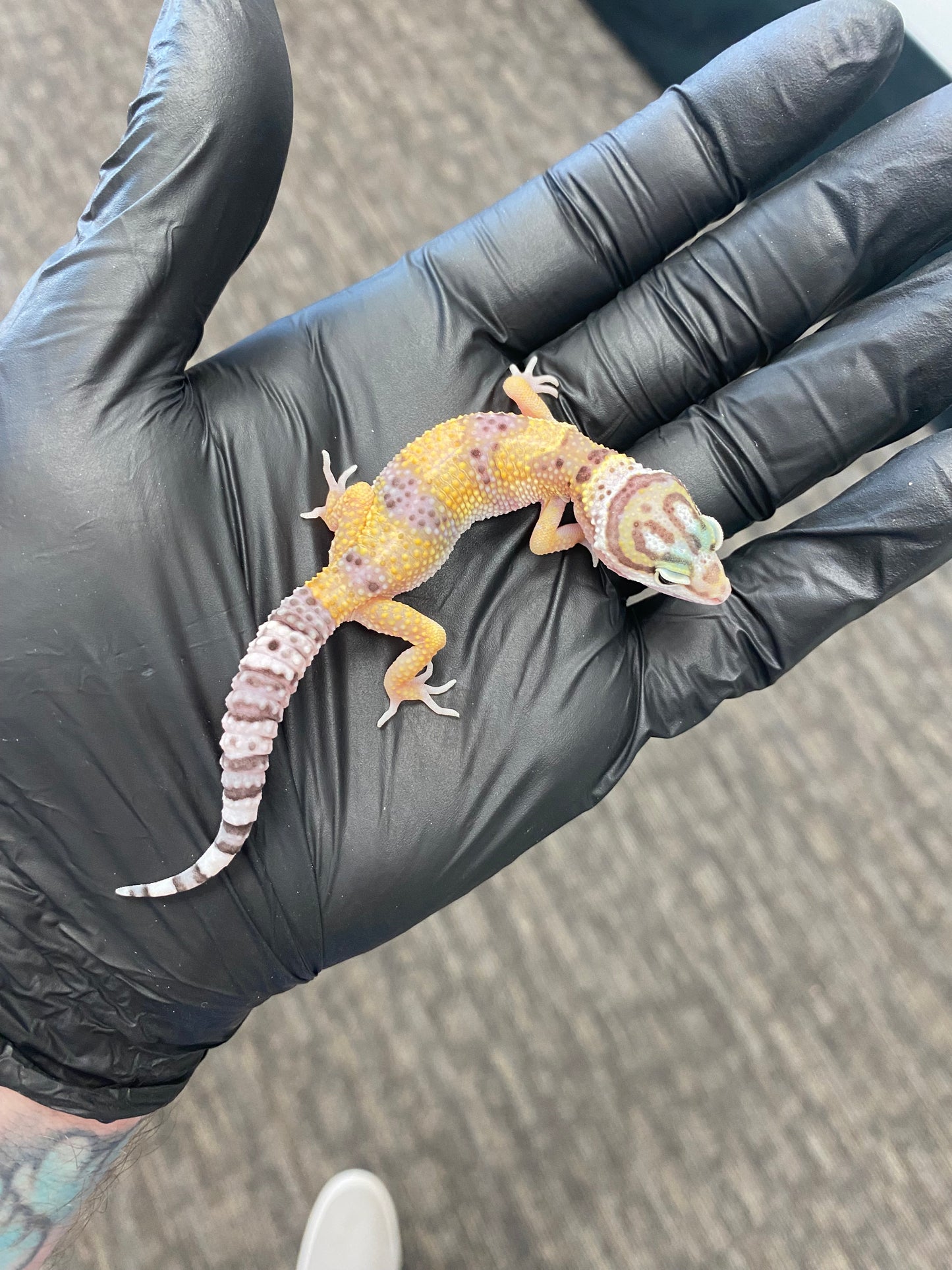 Leopard Gecko - High Yellow - Unknown
