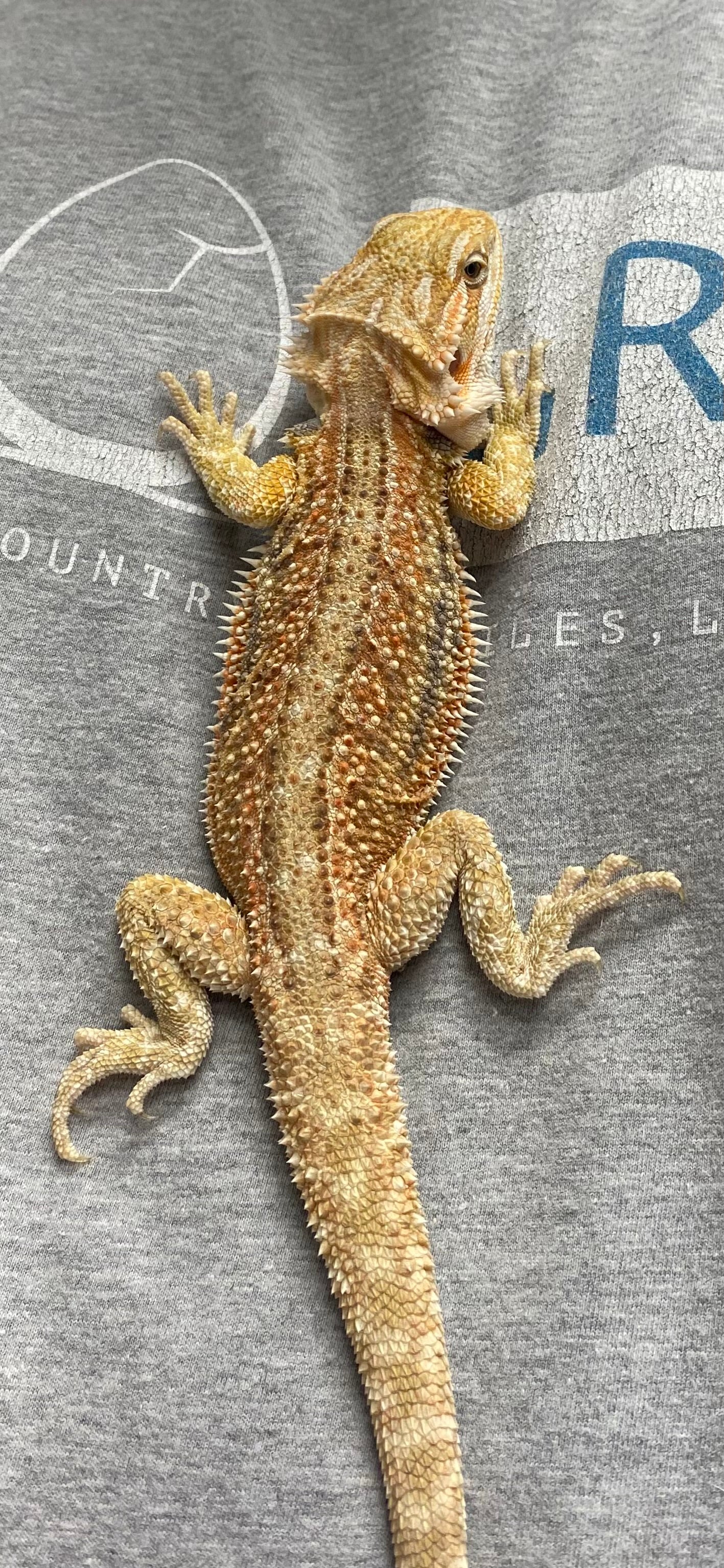 Bearded Dragon - Citrus Hypo