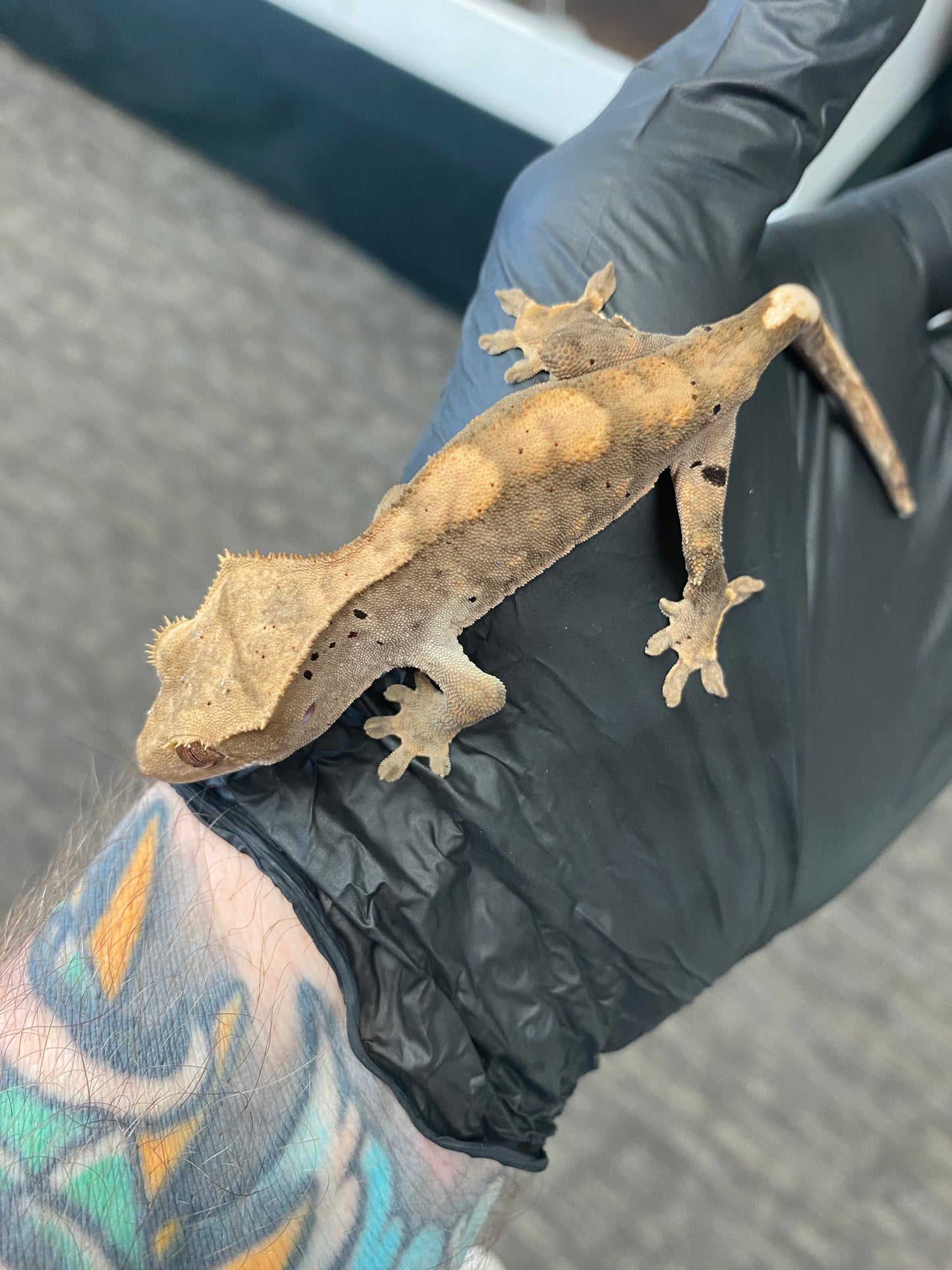 Crested Gecko - Flame Dalmatian - Unknown