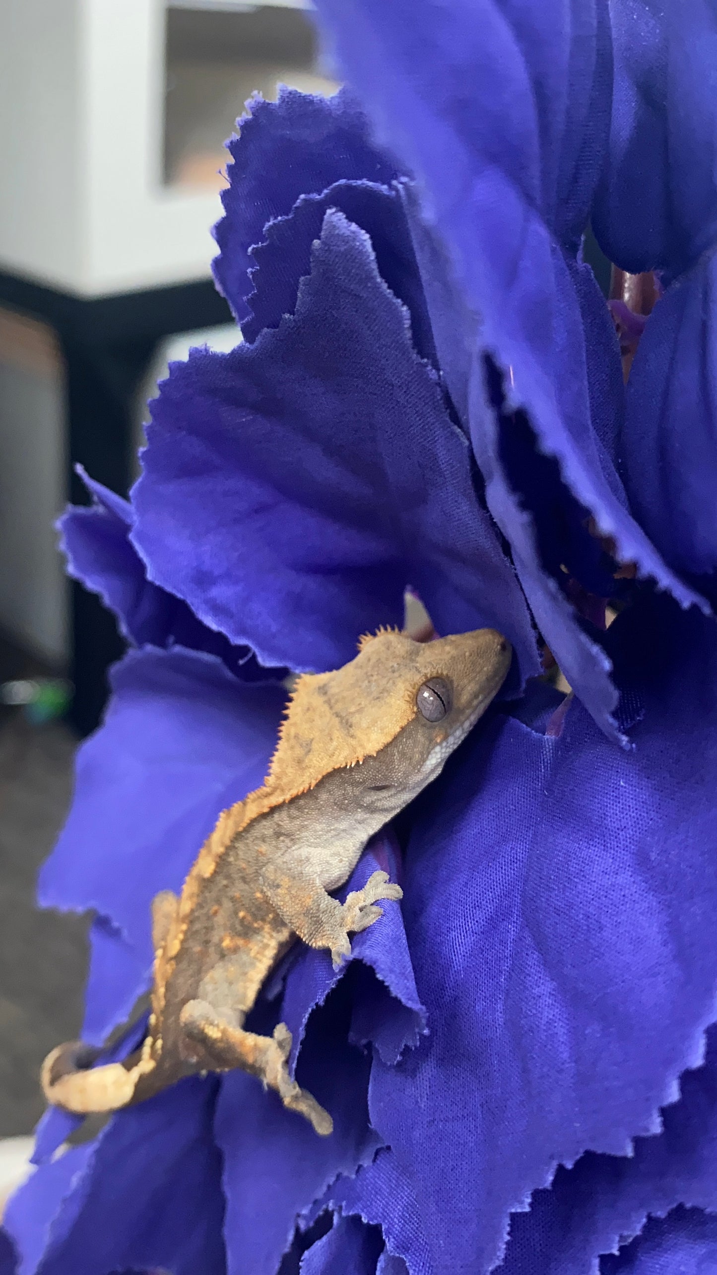 Crested Gecko - Flame - Pos. Male