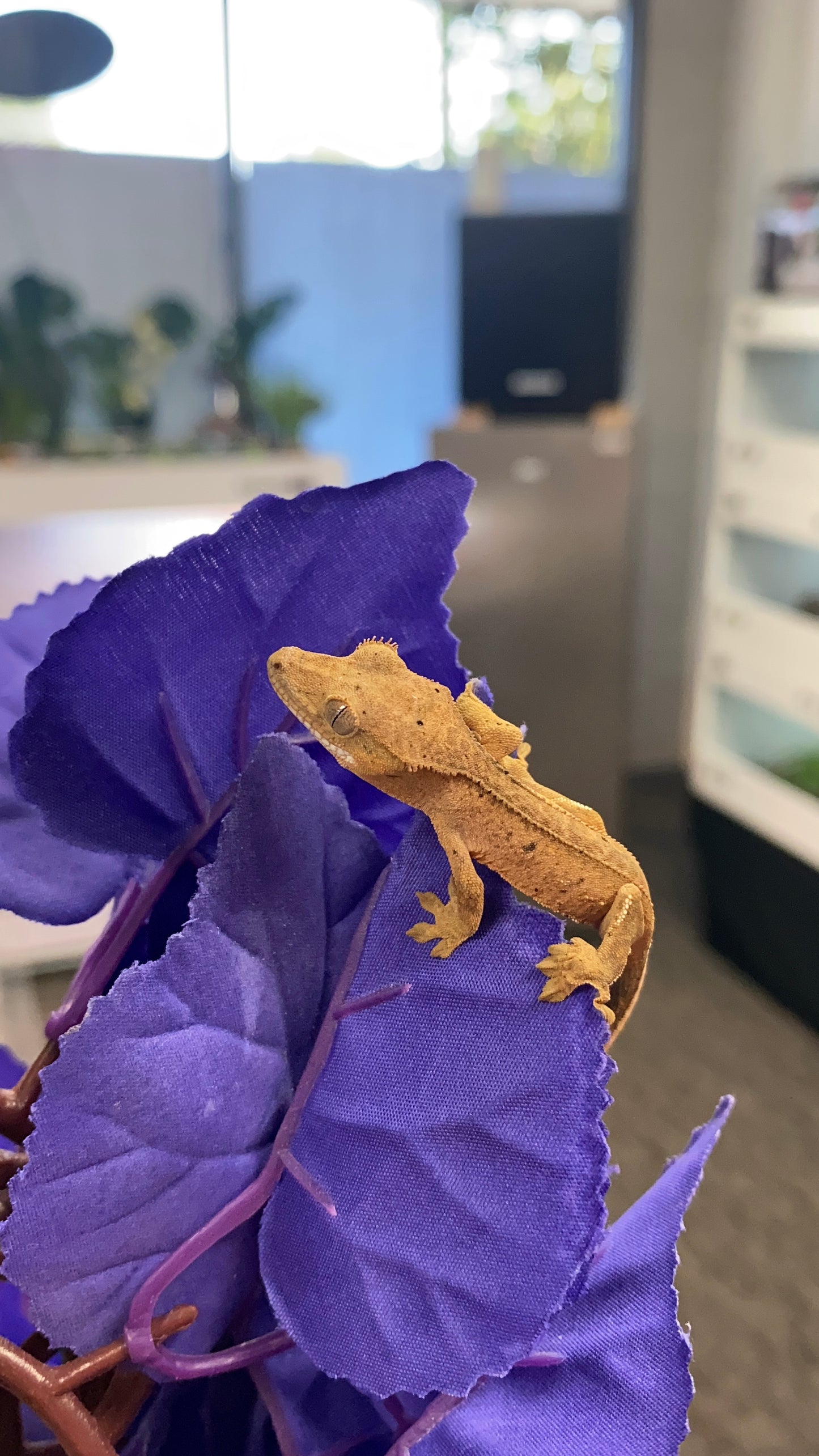 Crested Gecko - Dalmatian - Unknown