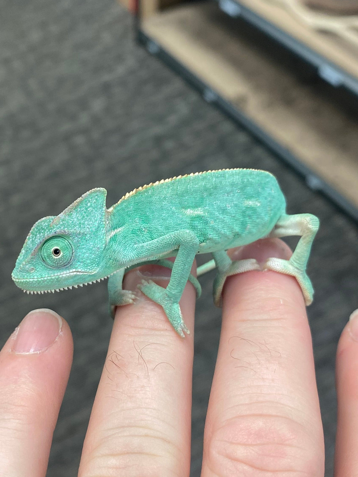 Baby Veiled Chameleons - Low White Pied