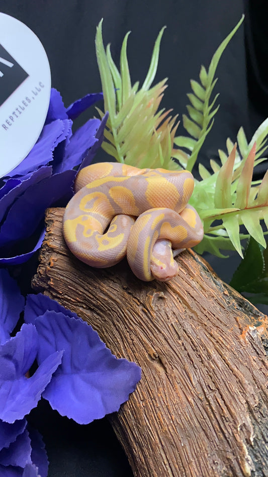 Ball Python - Coral Glow 100% Het Albino 66% Het Pied - Male