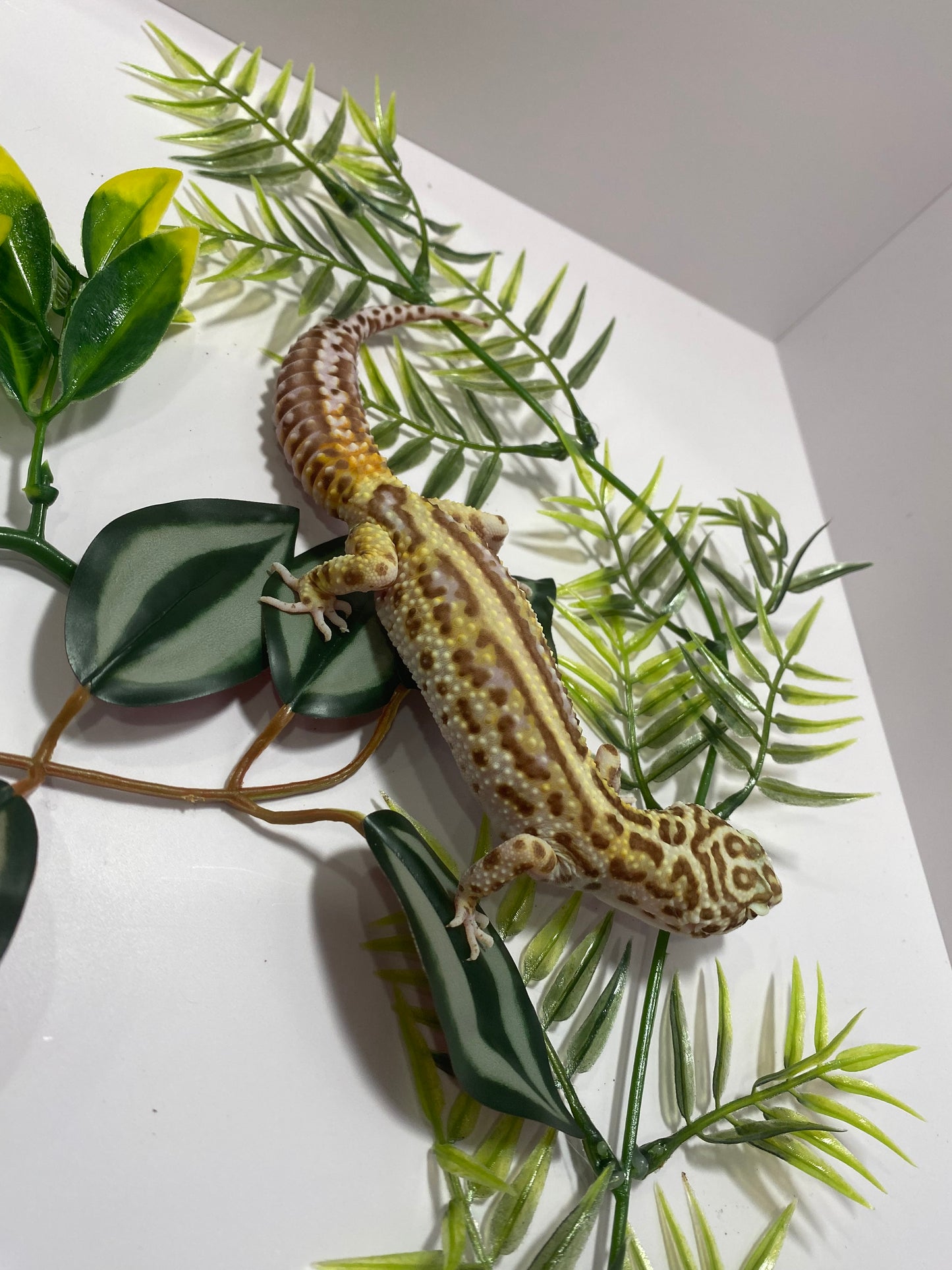 Leopard Gecko - Bold Bell Albino - Female - LG-71122