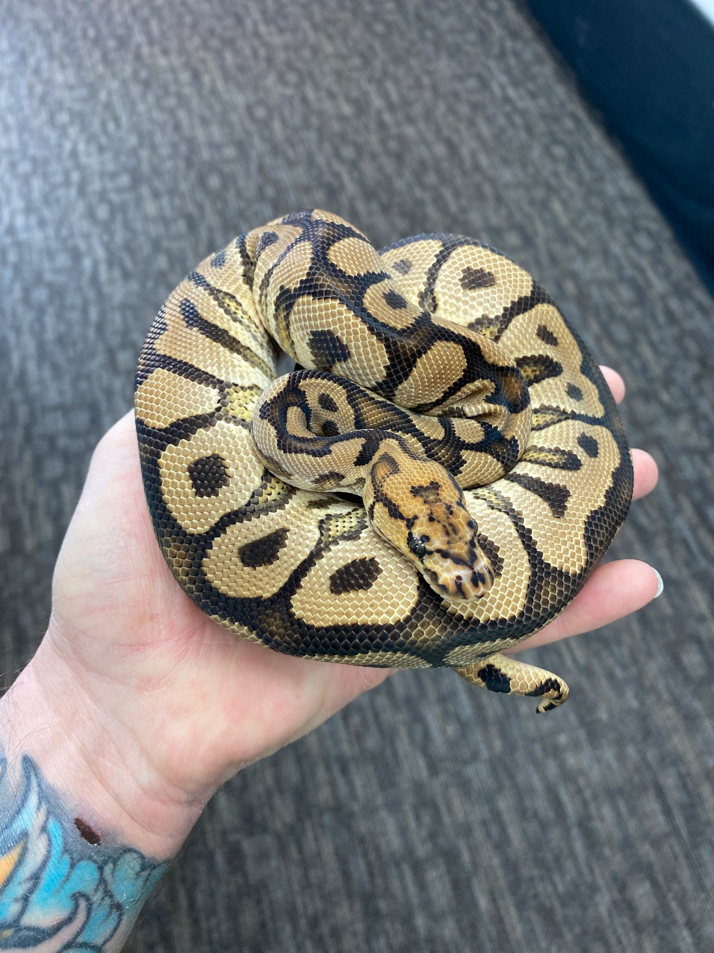 Ball Python - Spotnose Red Stripe Clown - Male