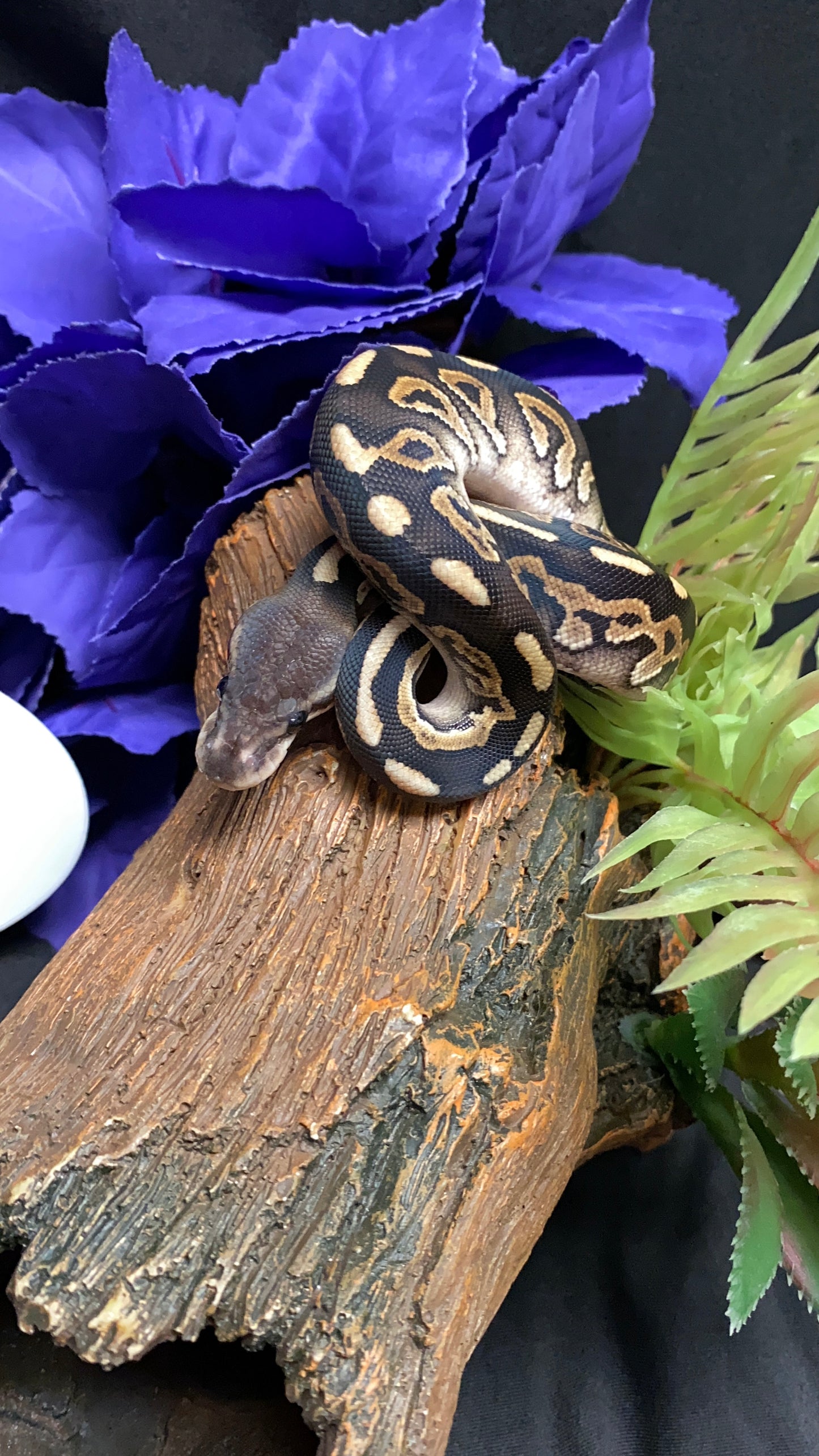 Ball Python - Cinnamon Mystic - Female