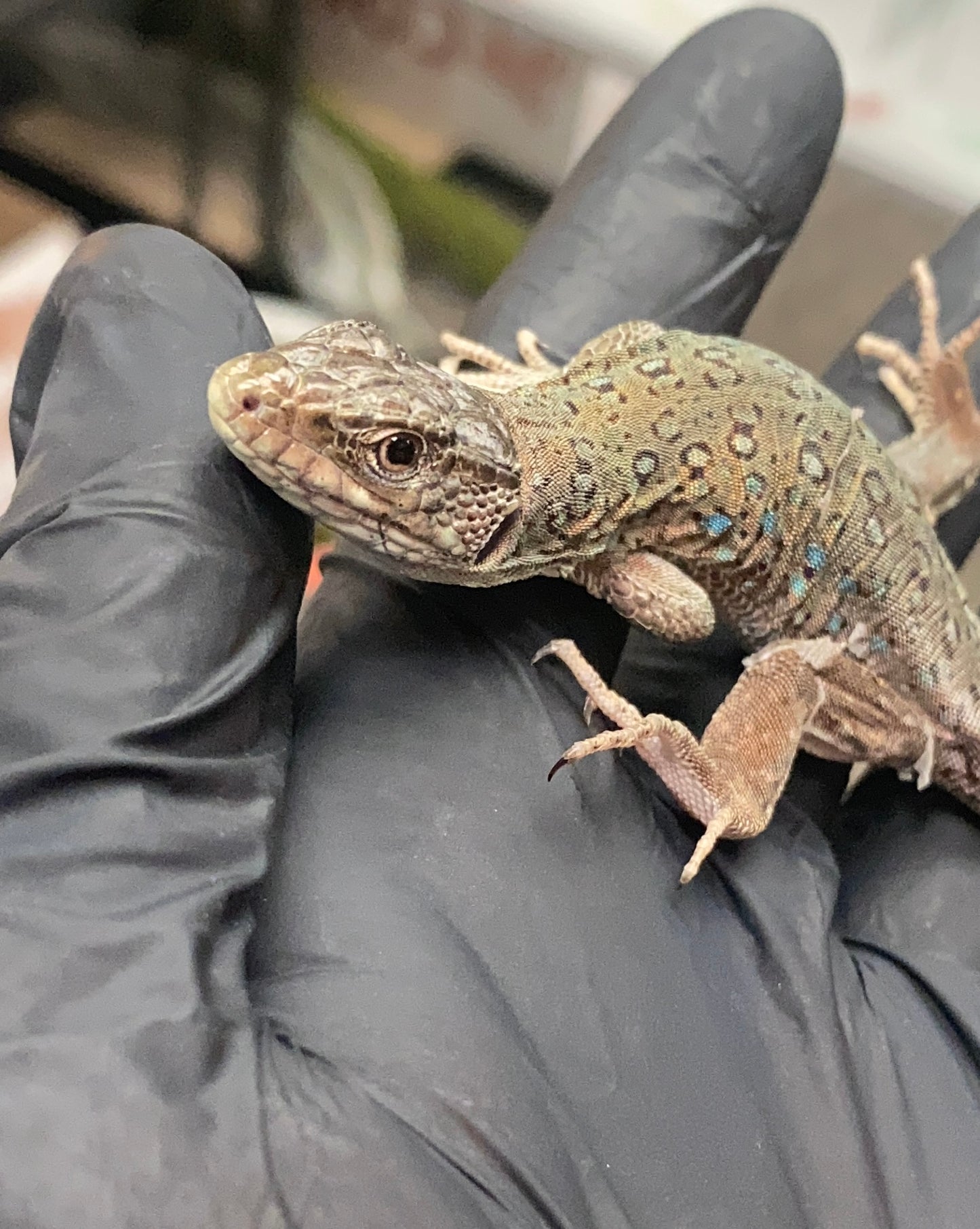 Jeweled Lacerta - Unknown