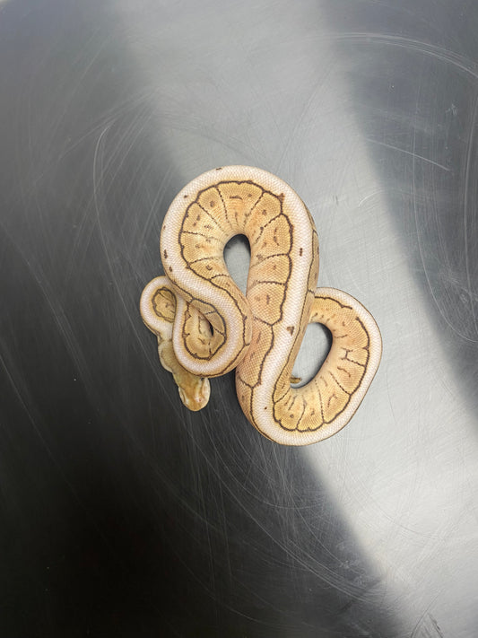 Ball Python - Cinnamon Mojave Spider Pinstripe - Female