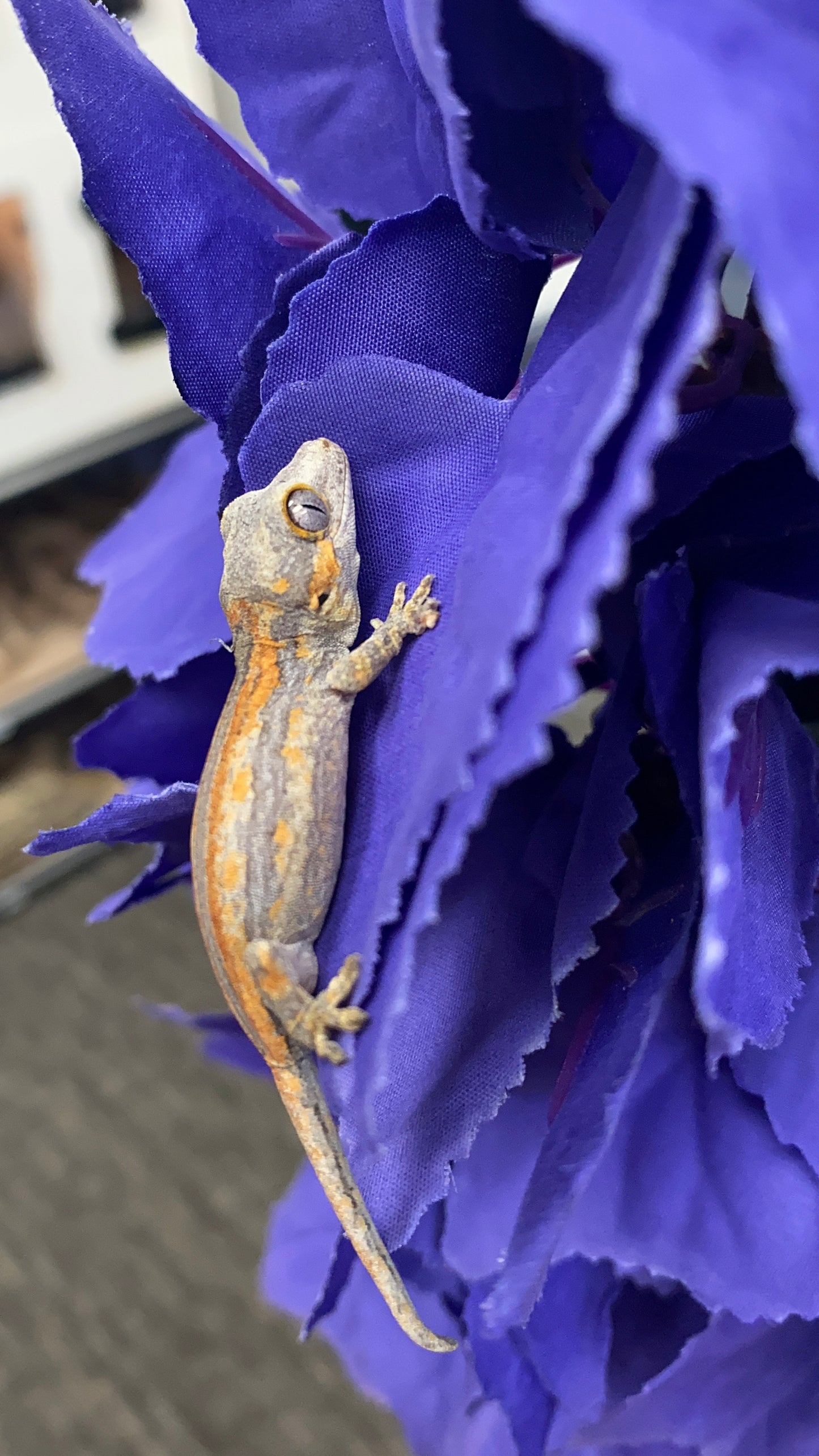 Gargoyle Gecko - Orange Stripe - Unknown