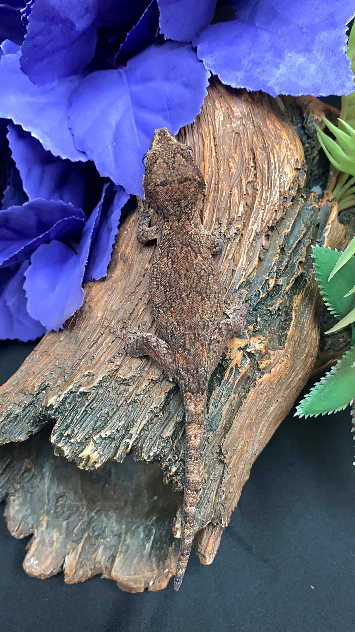 Gargoyle Gecko - Low Expression Orange Blotch - Pos. Female - OrBloVP0225