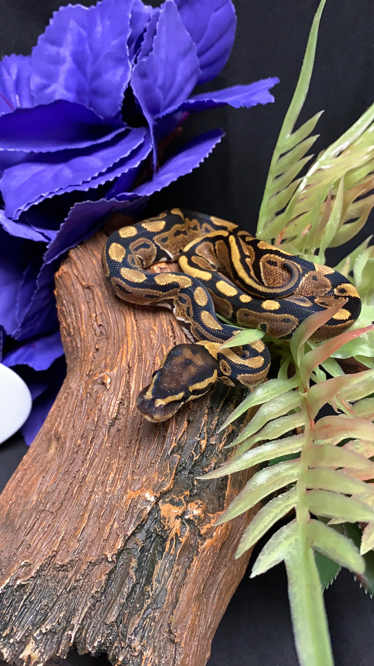 Ball Python - Classic/Normal 100% Het Ultramel - Female
