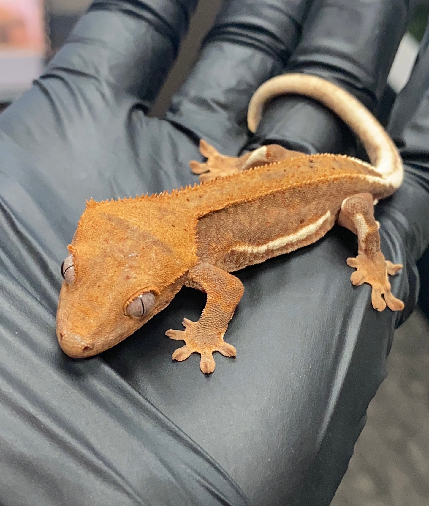 Crested Gecko - Lilly White - Unknown