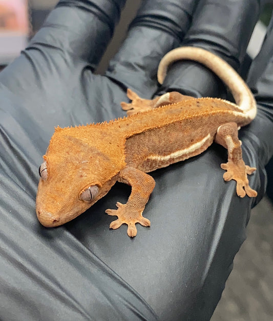 Crested Gecko - Lilly White - Unknown