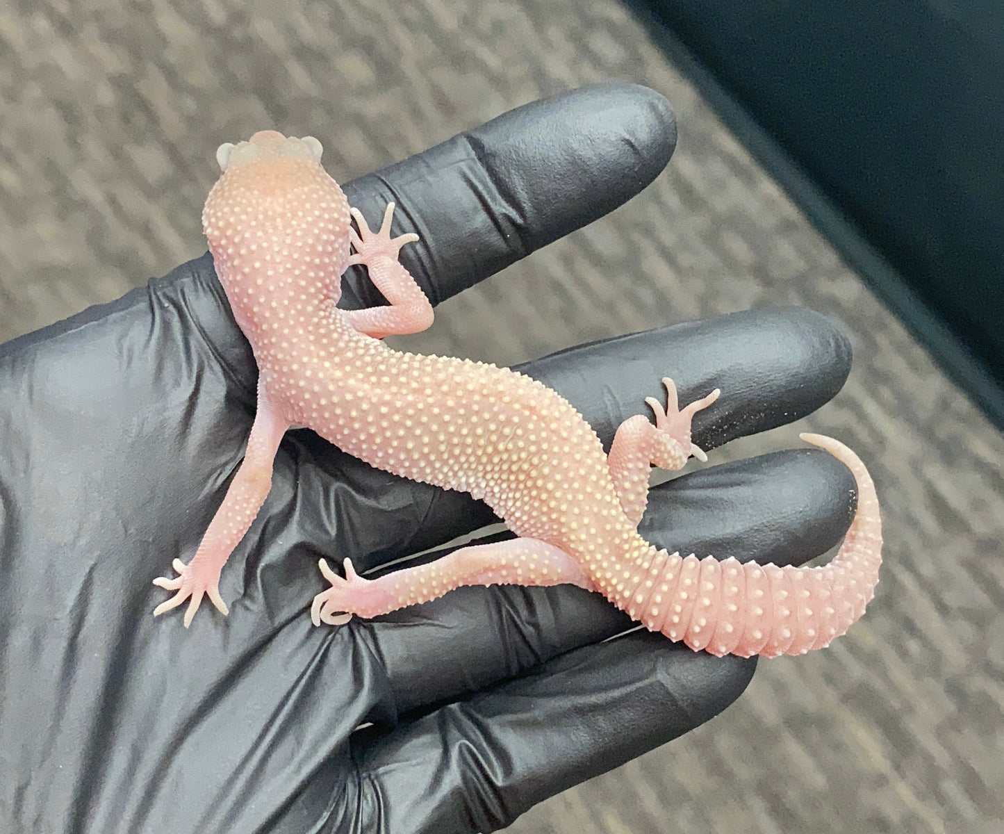 Leopard Gecko - Diablo Blanco - Unknown