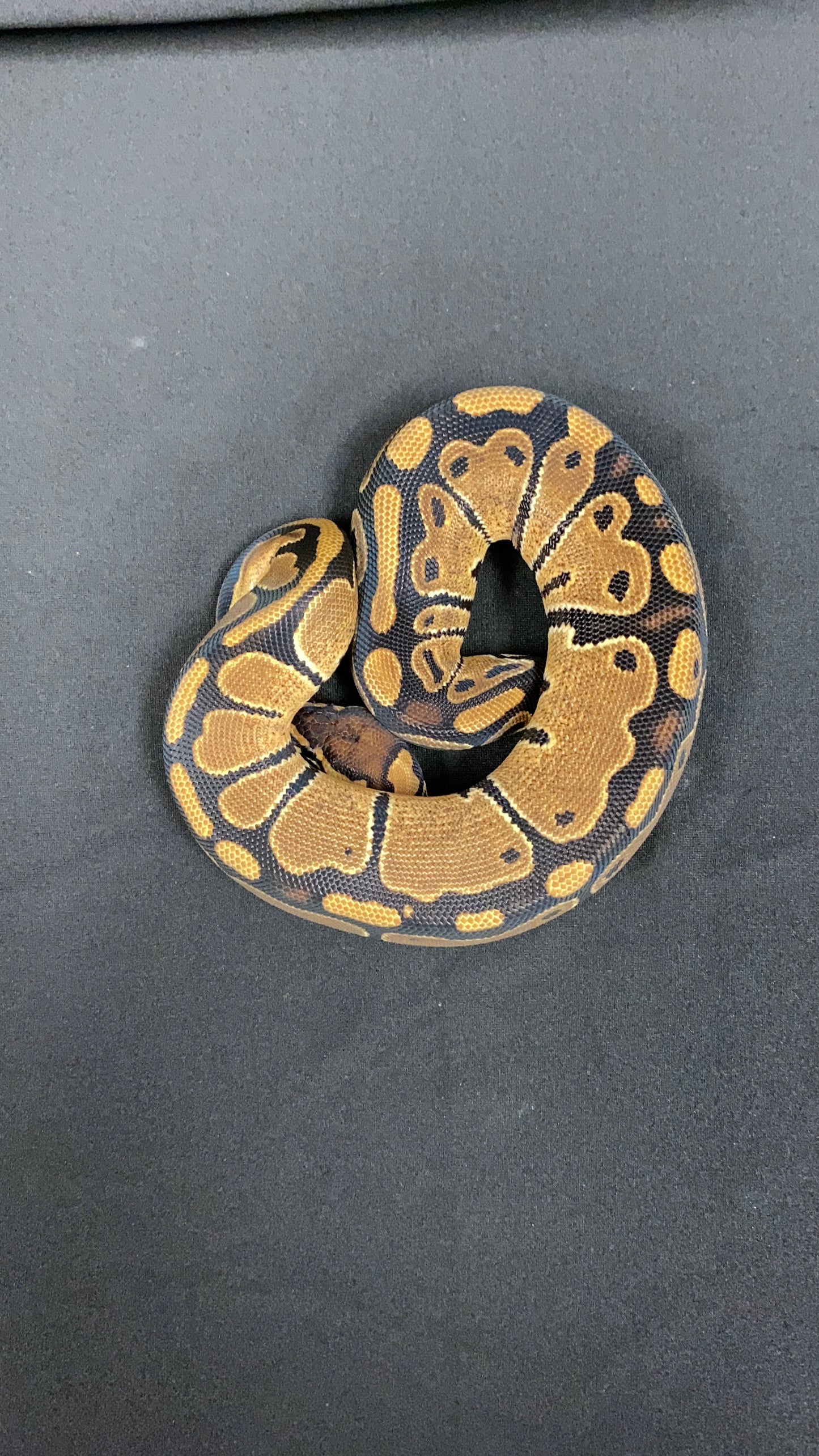 Ball Python - Het Red Axanthic (HRA) Het Pied - Female