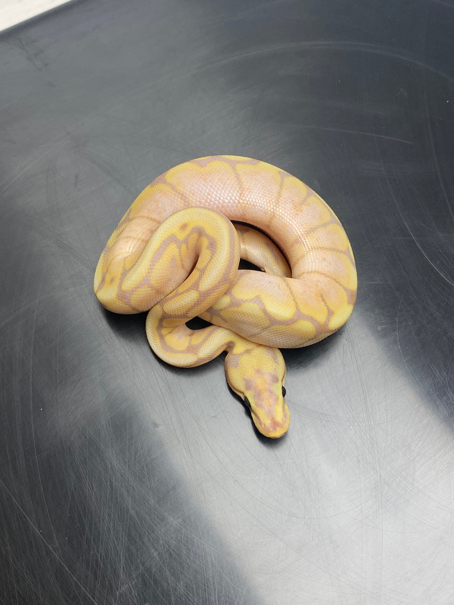 Ball Python - Banana Spider - Male
