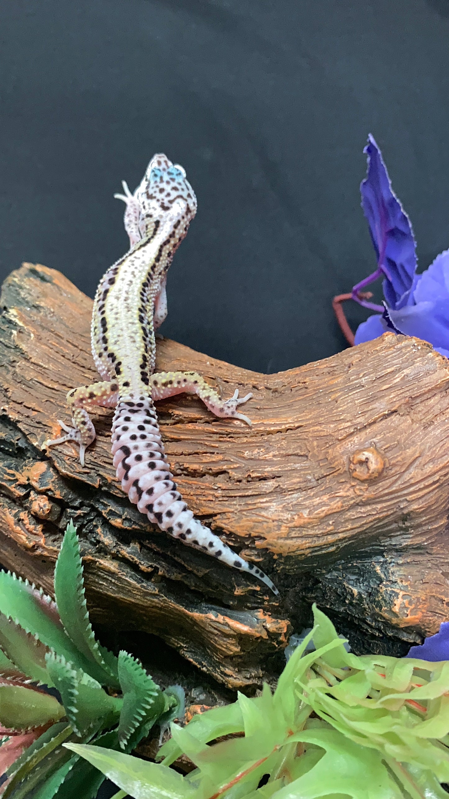 Leopard Gecko - Striped Mack Snow - Female
