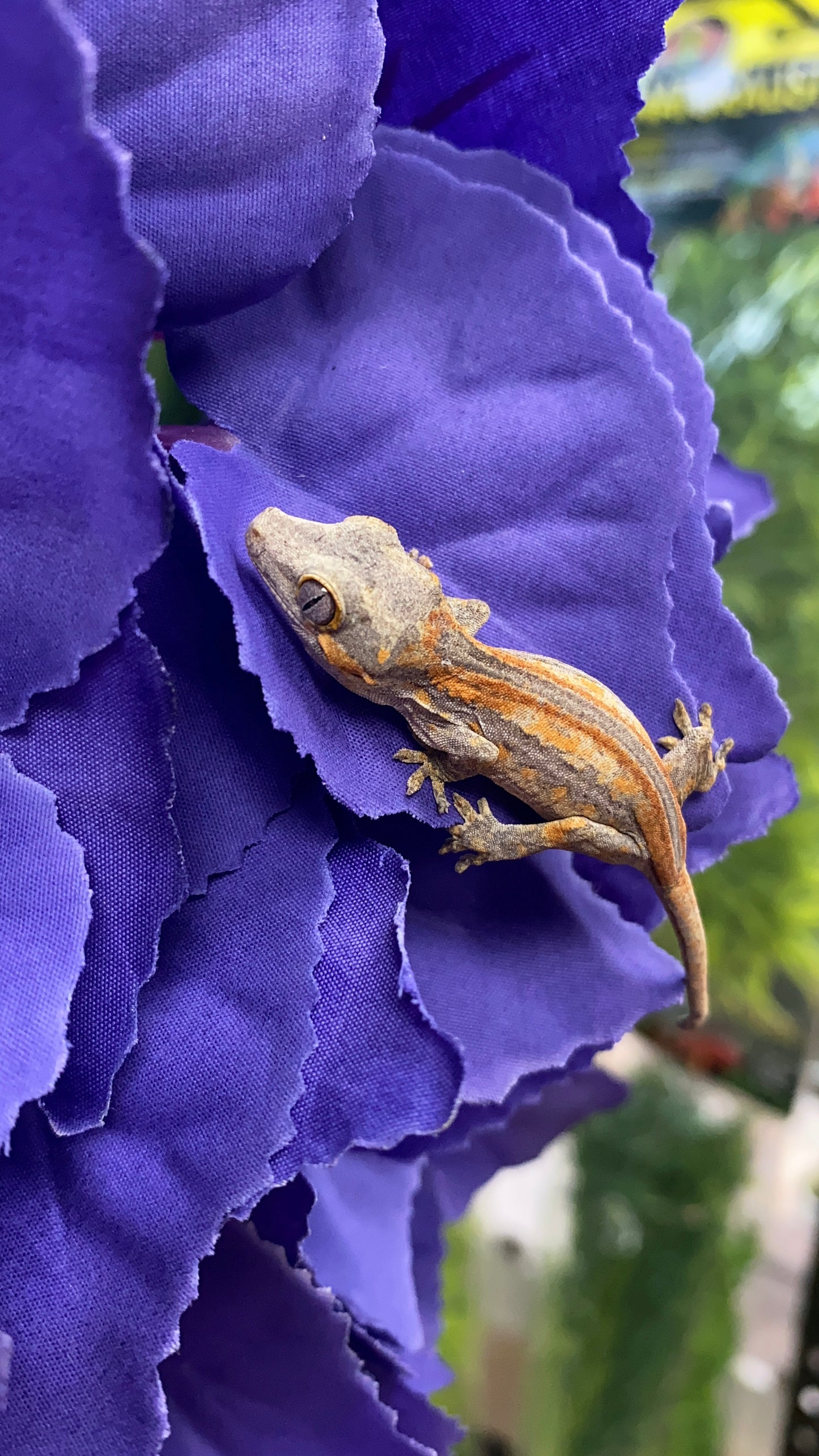 Gargoyle Gecko - Orange Stripe - Unknown