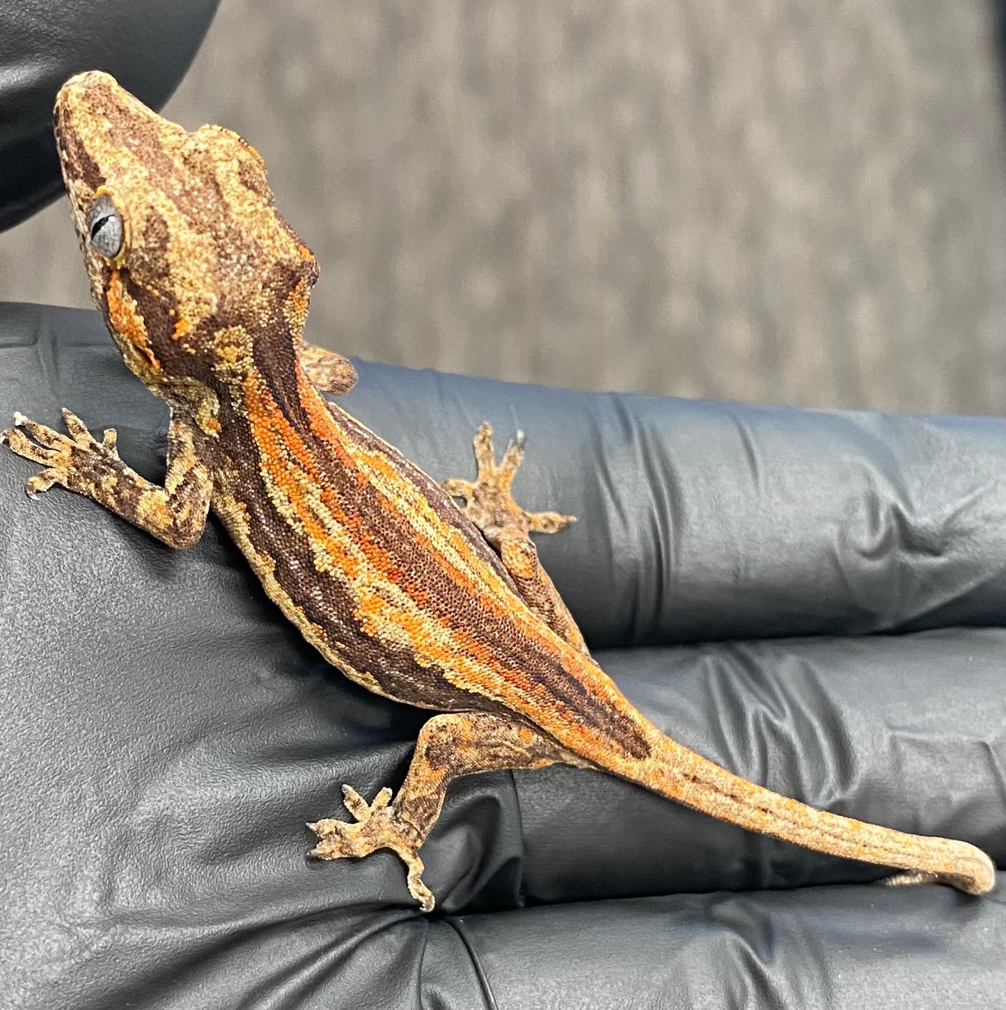 Gargoyle Gecko - Orange Stripe - Unknown