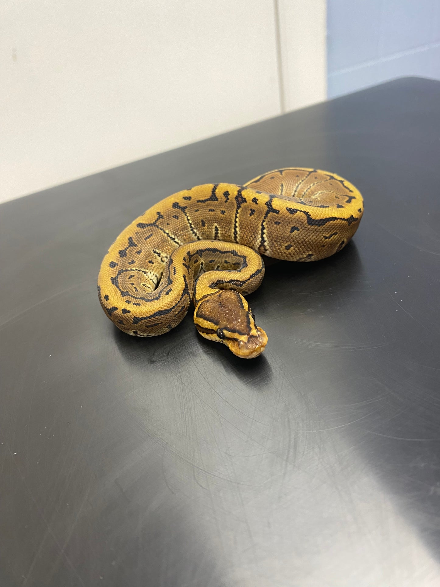 Ball Python - Chocolate Pinstripe - Male