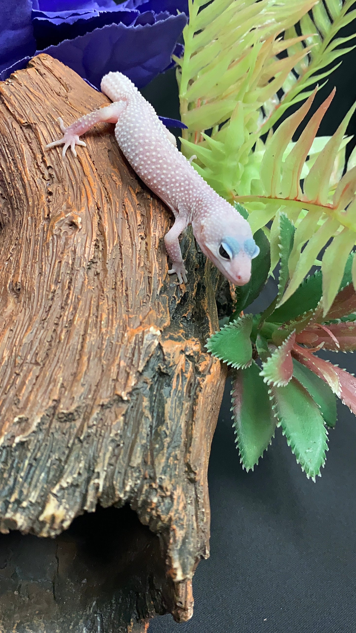 Leopard Gecko - Blizzard - Pos. Female