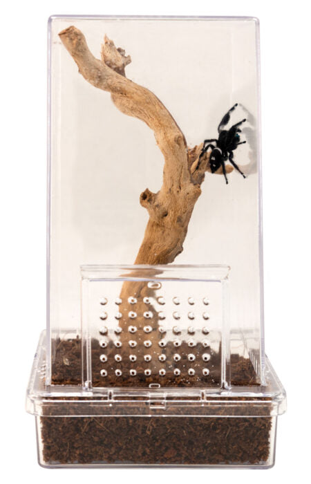 Jumping Spider Kit