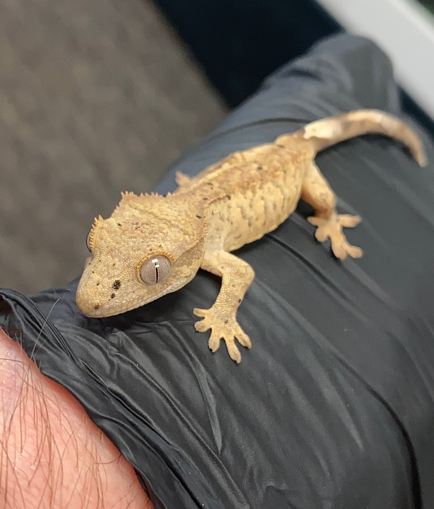 Crested Gecko - Tiger Dalmation - Unknown