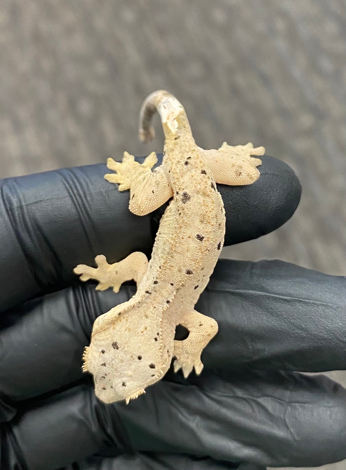 Crested Gecko - Super Dalmatian - Unknown