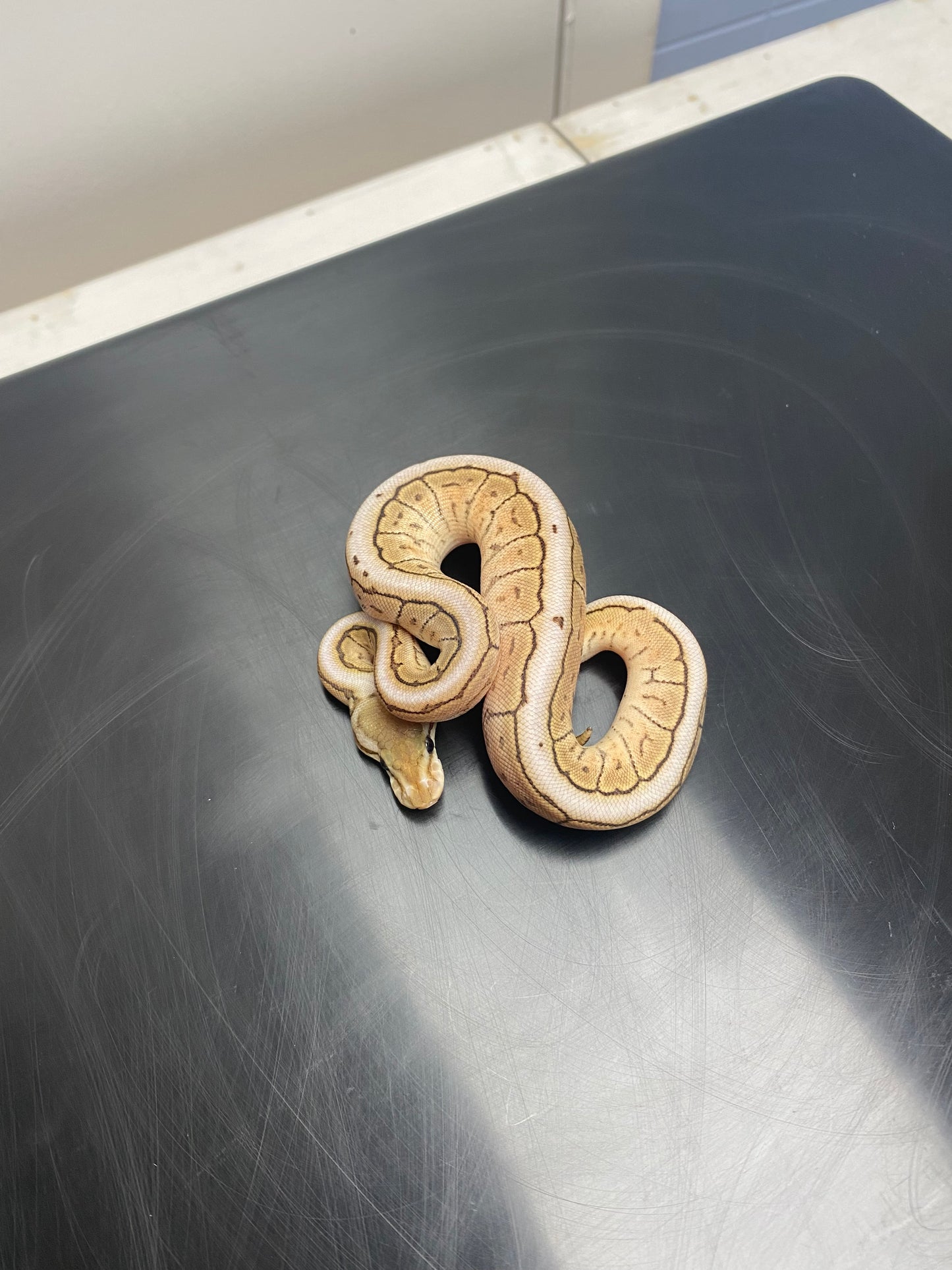 Ball Python - Cinnamon Mojave Spider Pinstripe - Female