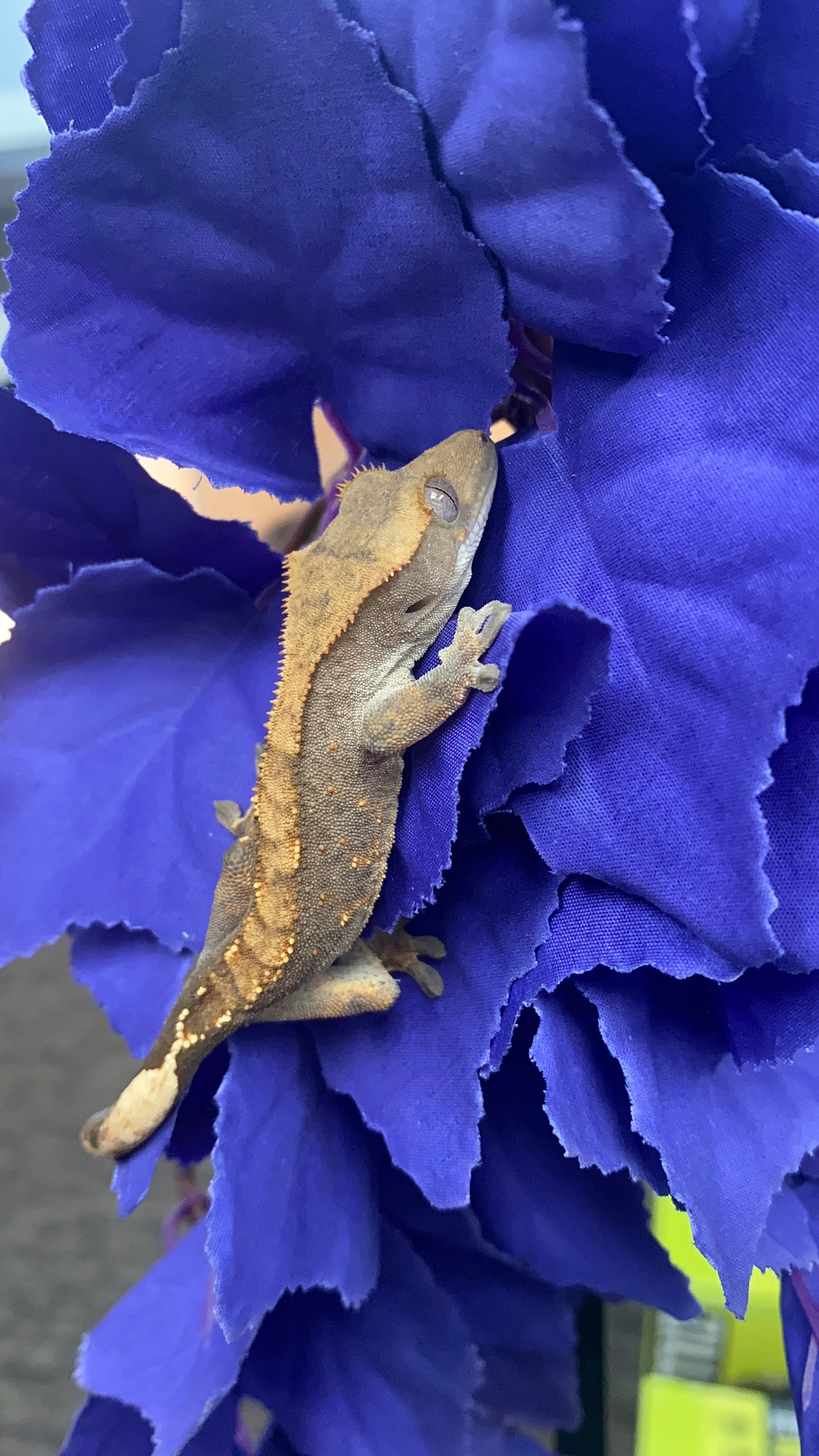 Crested Gecko - Flame - Pos. Male