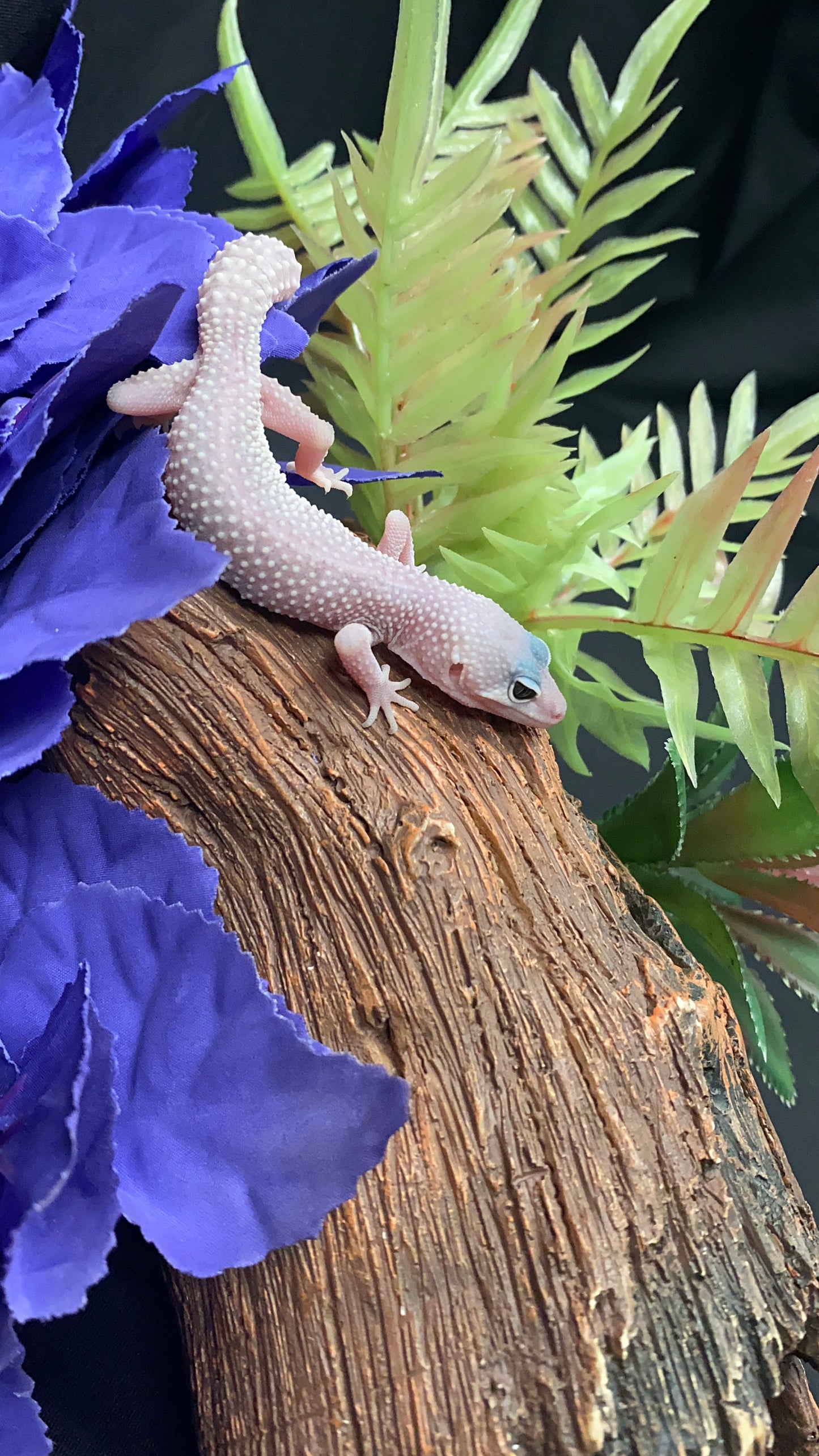 Leopard Gecko - Blizzard - Pos. Female