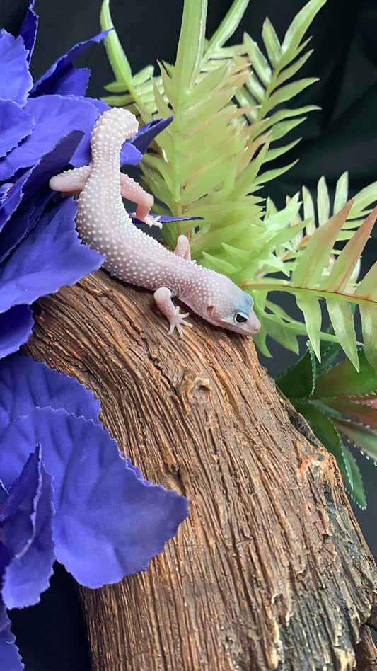Leopard Gecko - Blizzard - Pos. Female