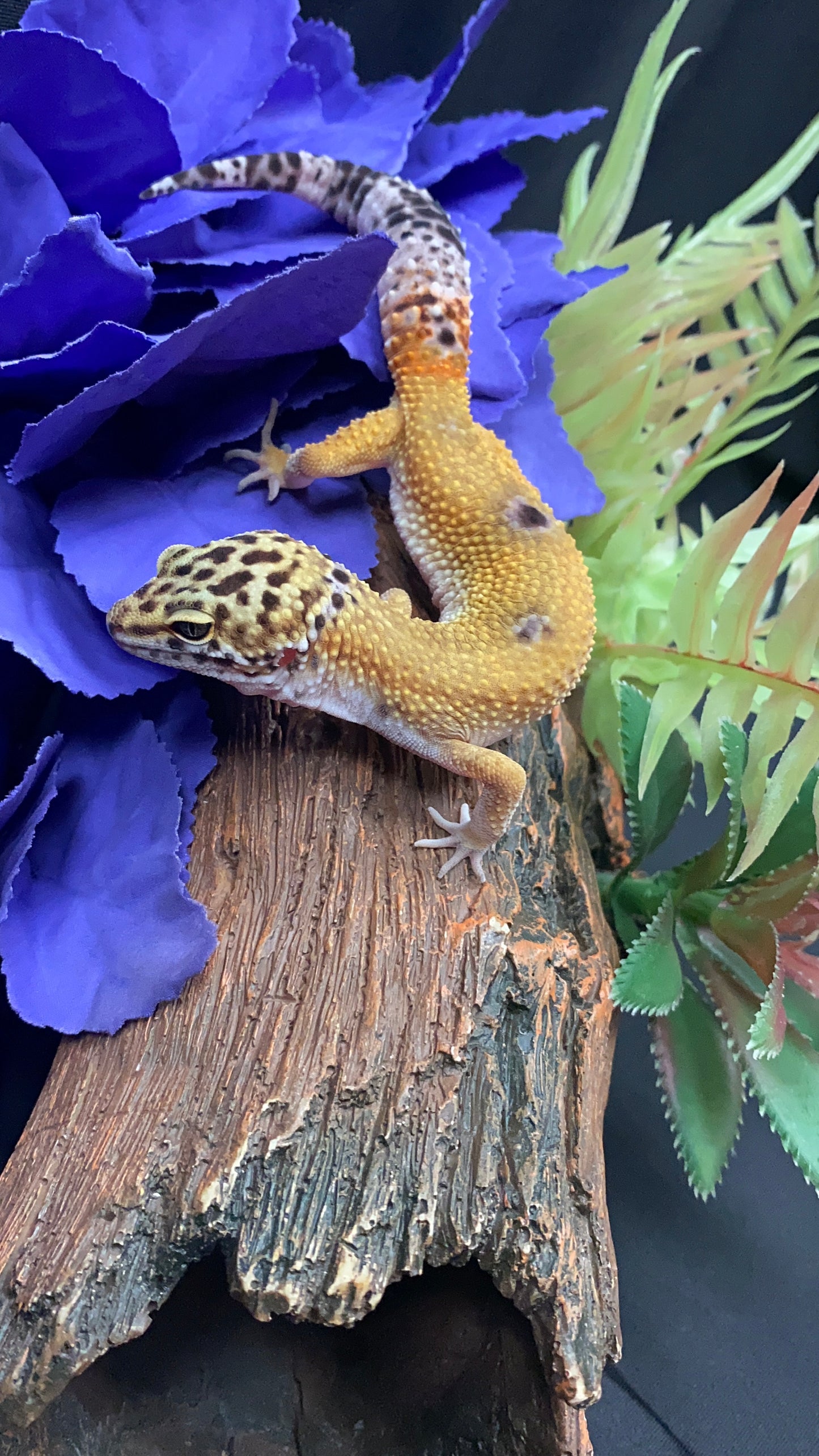 Leopard Gecko - Hypo Tangerine - Pos. Female